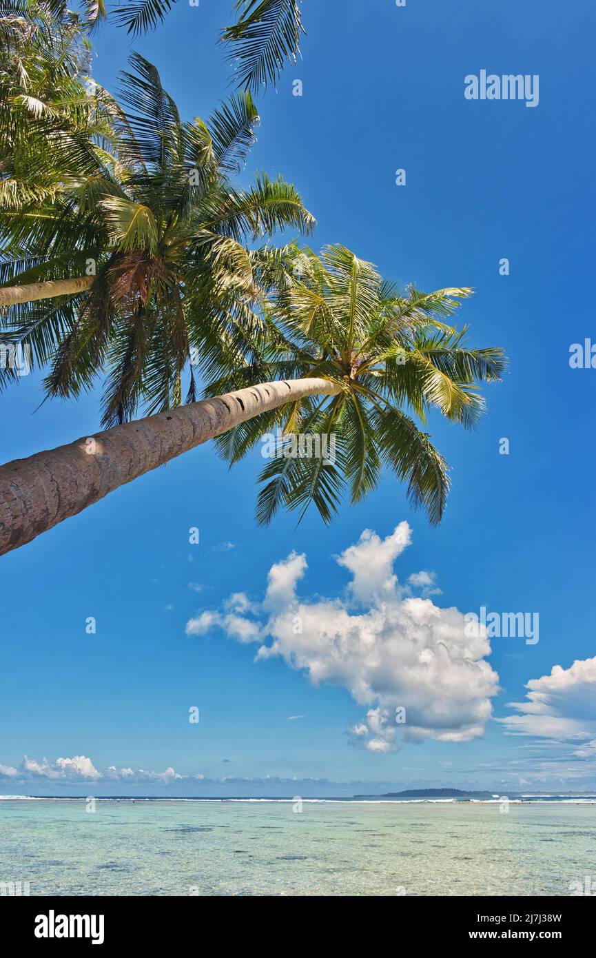 Palm trees overhanging a sunny tropical beach Stock Photo Alamy