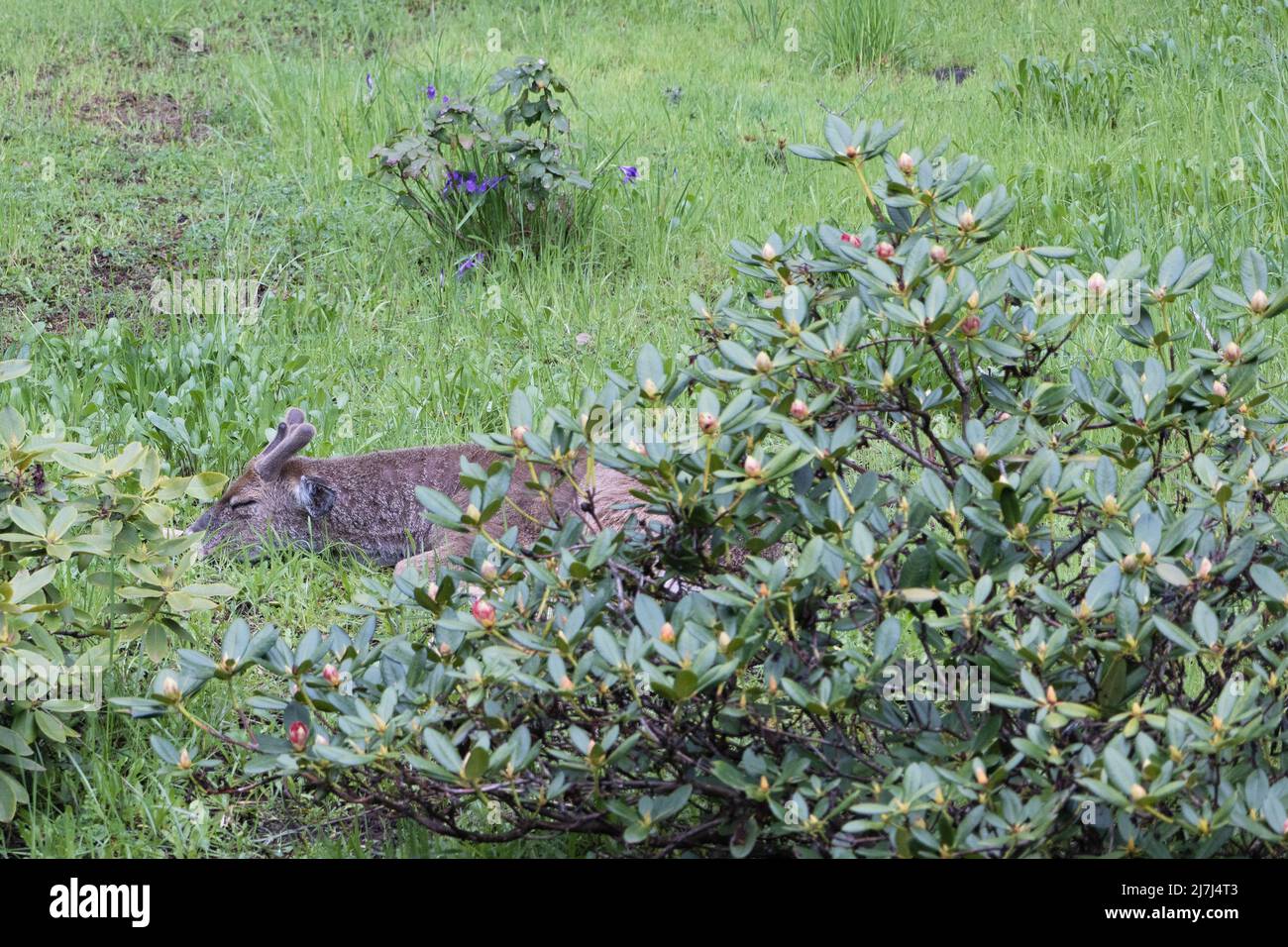 A buck with fuzzy new antlers asleep in a meadow near Eugene, Oregon. Stock Photo