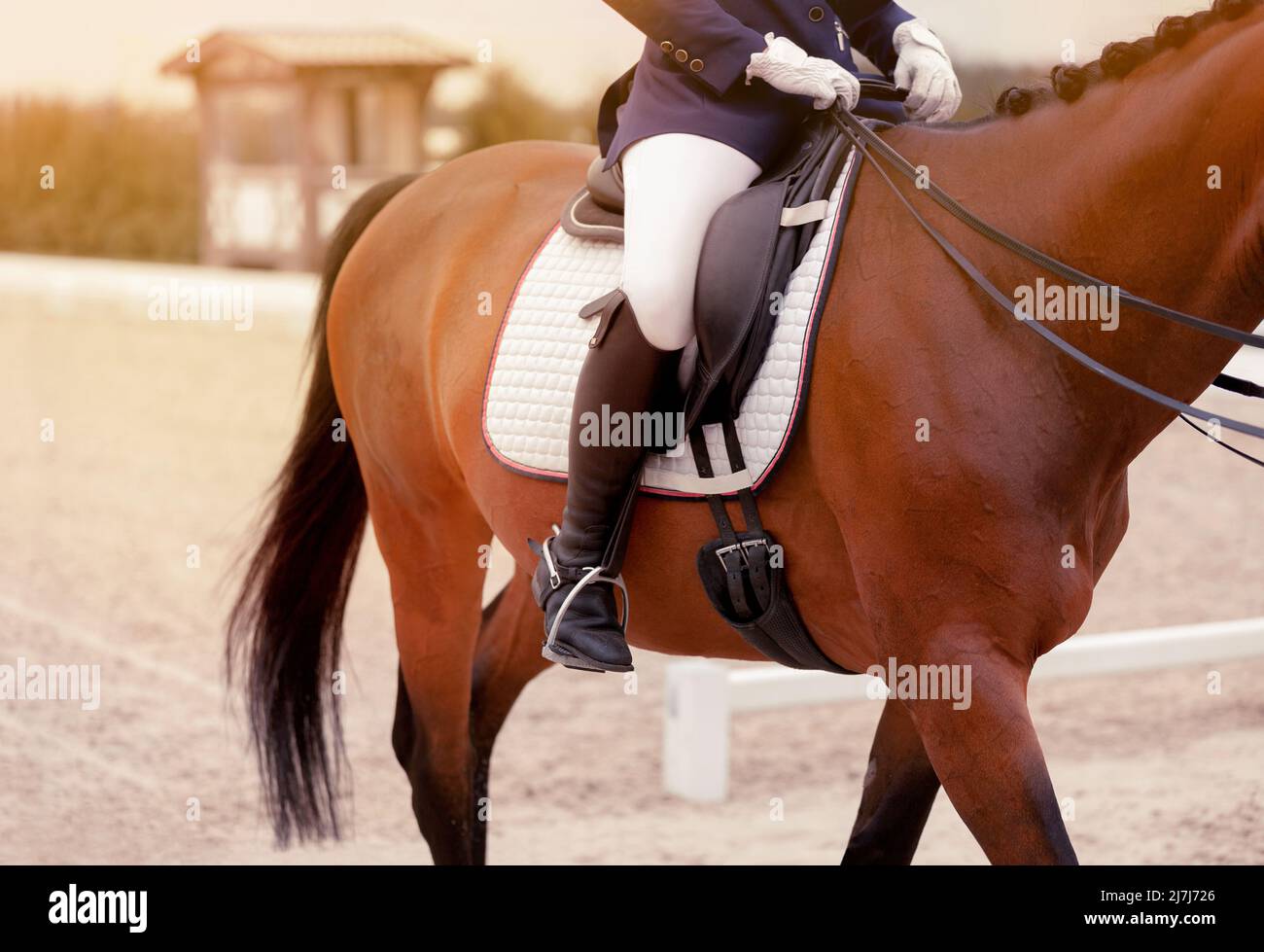 Luxurious White Dressage Horse With A Dressage Bridle Whose Headpiece Decorated Shiny Jewelry 326234001