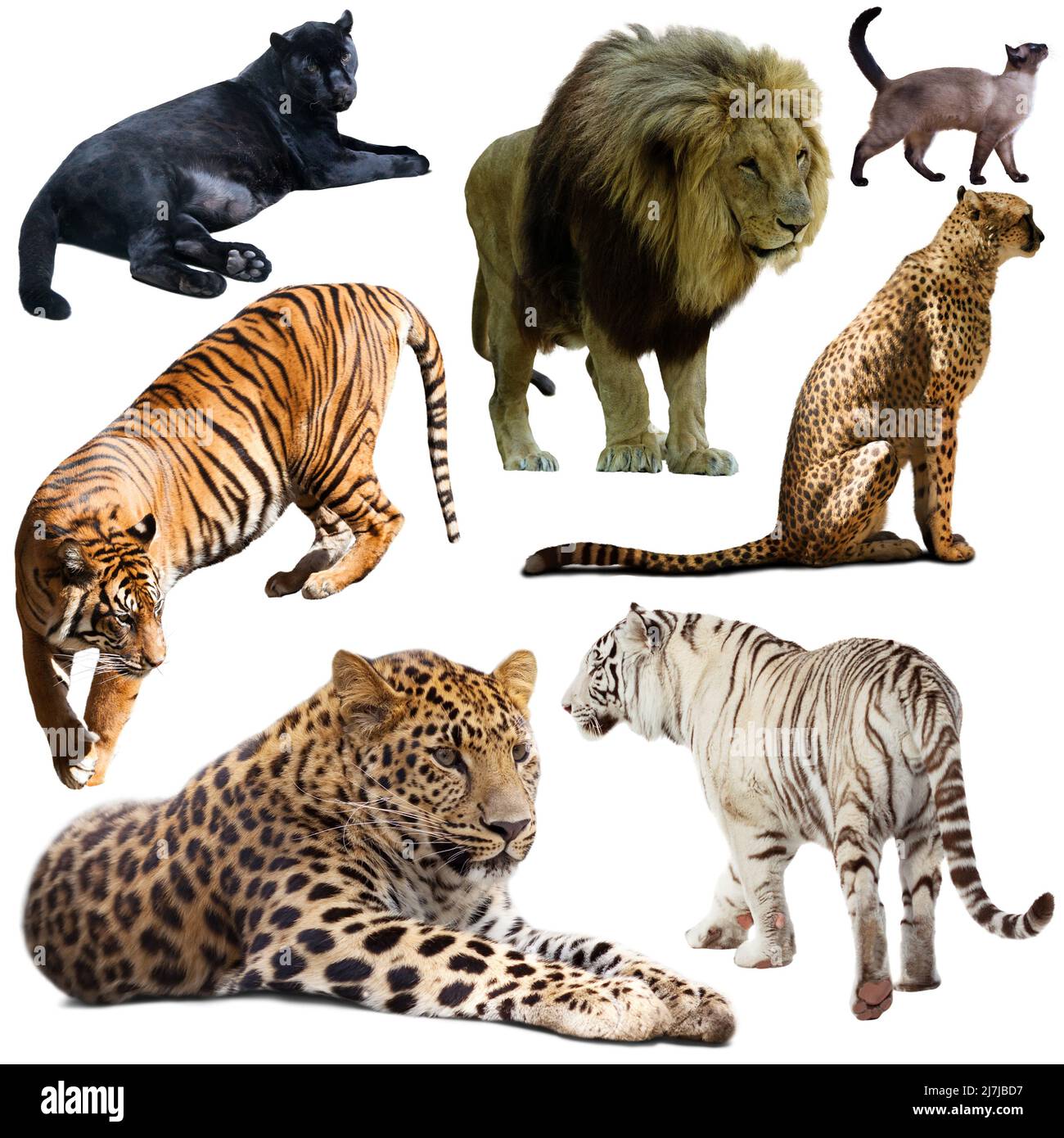Set of wild mammals animals from cat family isolated Stock Photo