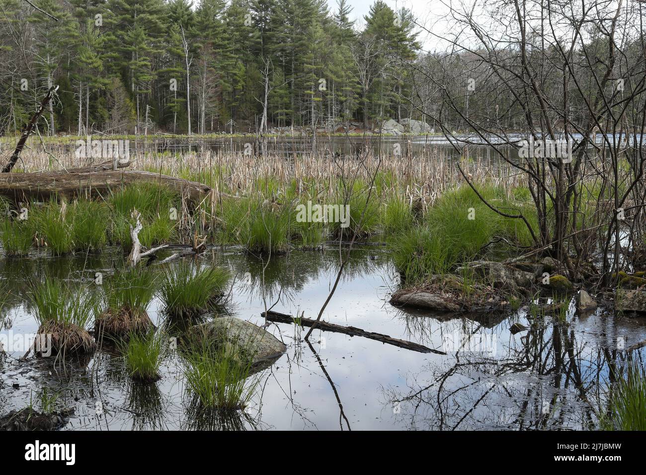 Located in a preserve in Durham NH. Widely recognized as an estuarine ecosystem of regional, state and national significance.  Lubberland Creek Preser Stock Photo