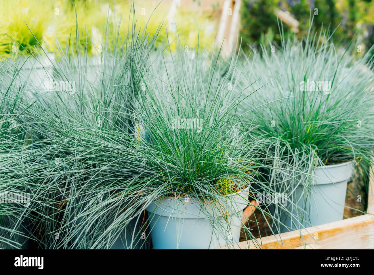 Seedlings in pots Blue fescue Intense Blue leaves Festuca glauca in plant pots in the garden center. Ideas for gardening and planting in a new season. Stock Photo