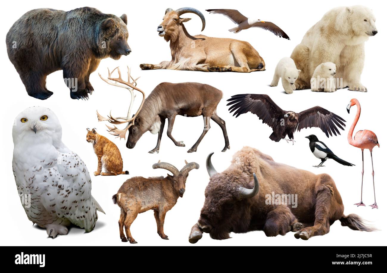 animal birds europe isolated Stock Photo Alamy