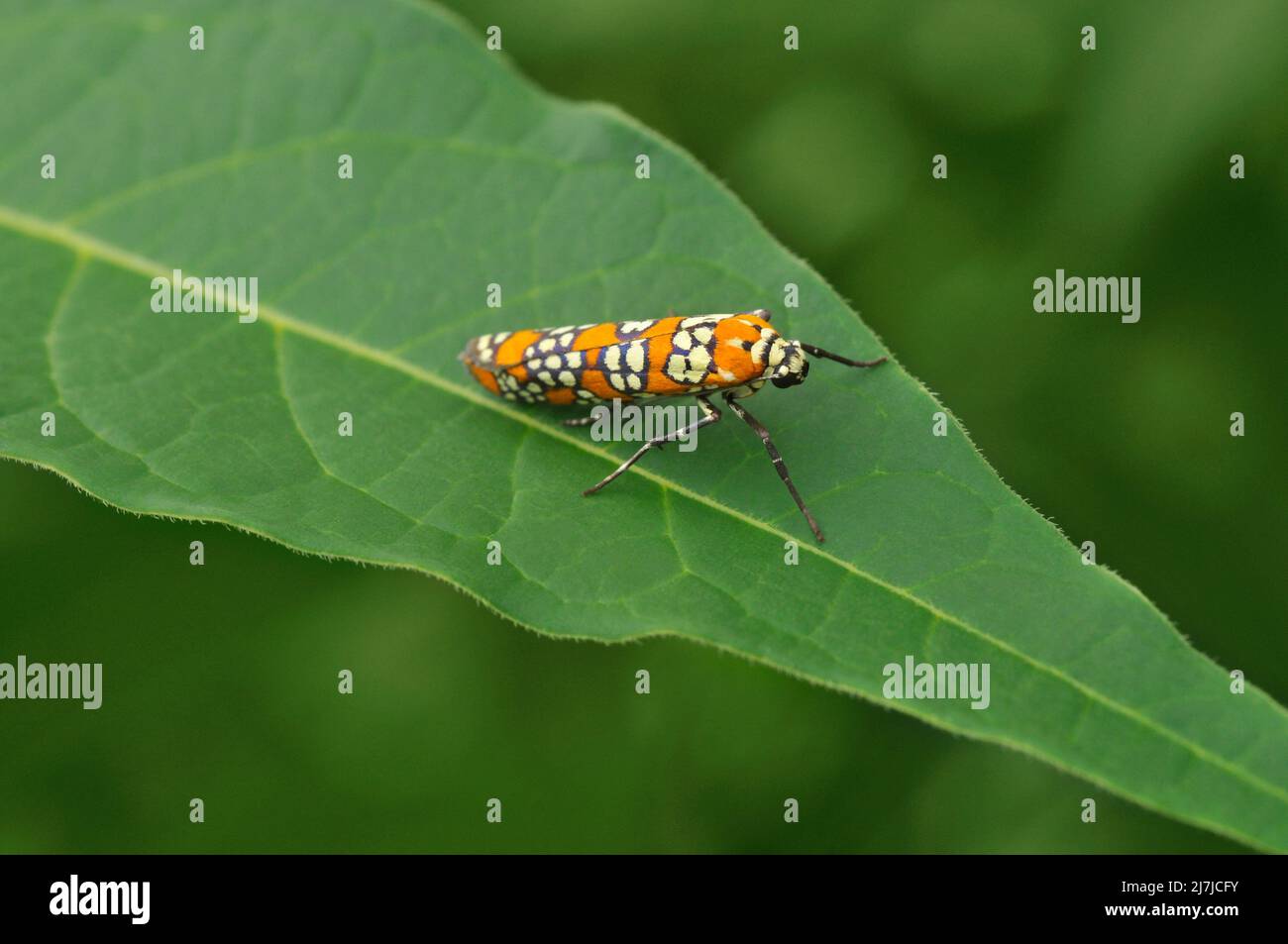 Ailanthus Webworm Moth Stock Photo