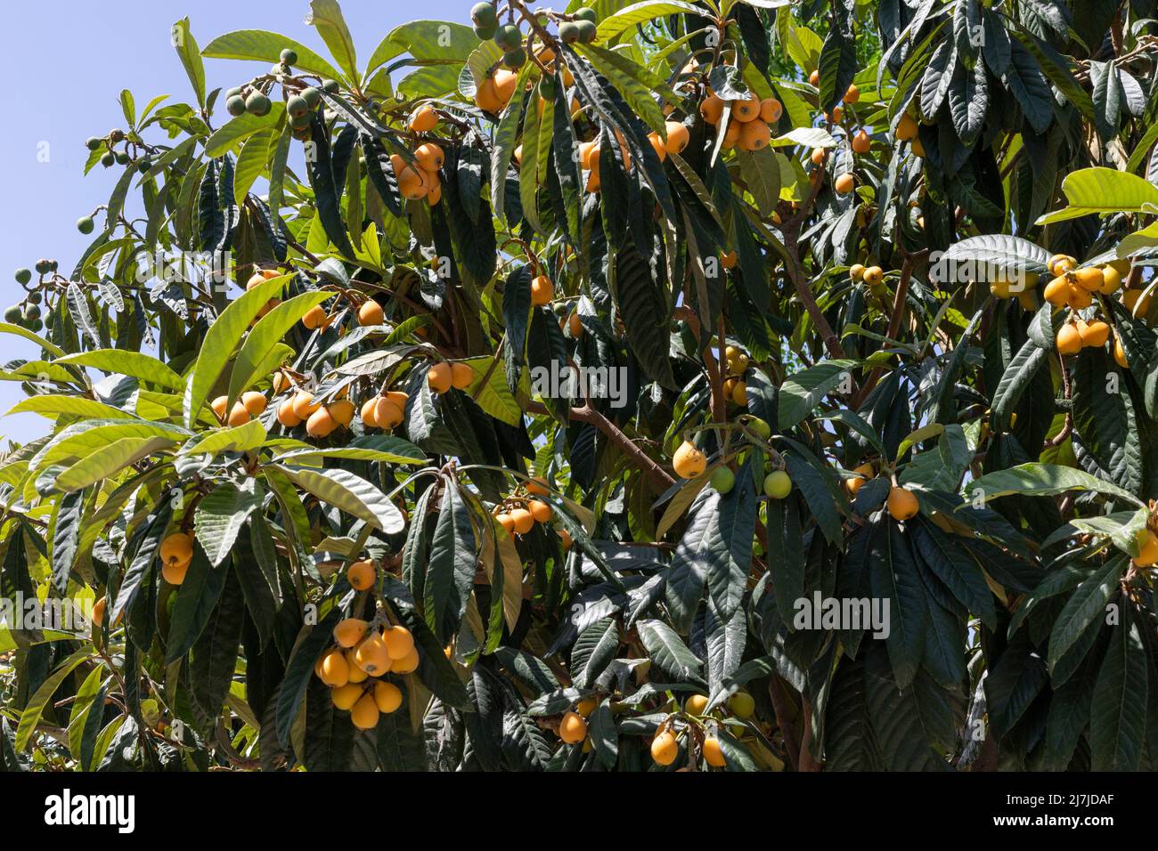 Organic fruit of loquat in a tree Stock Photo