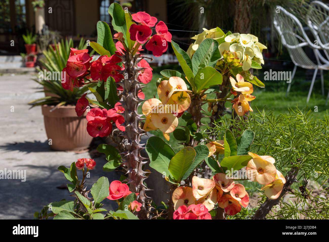 Euphorbia milii mix color flowers Stock Photo