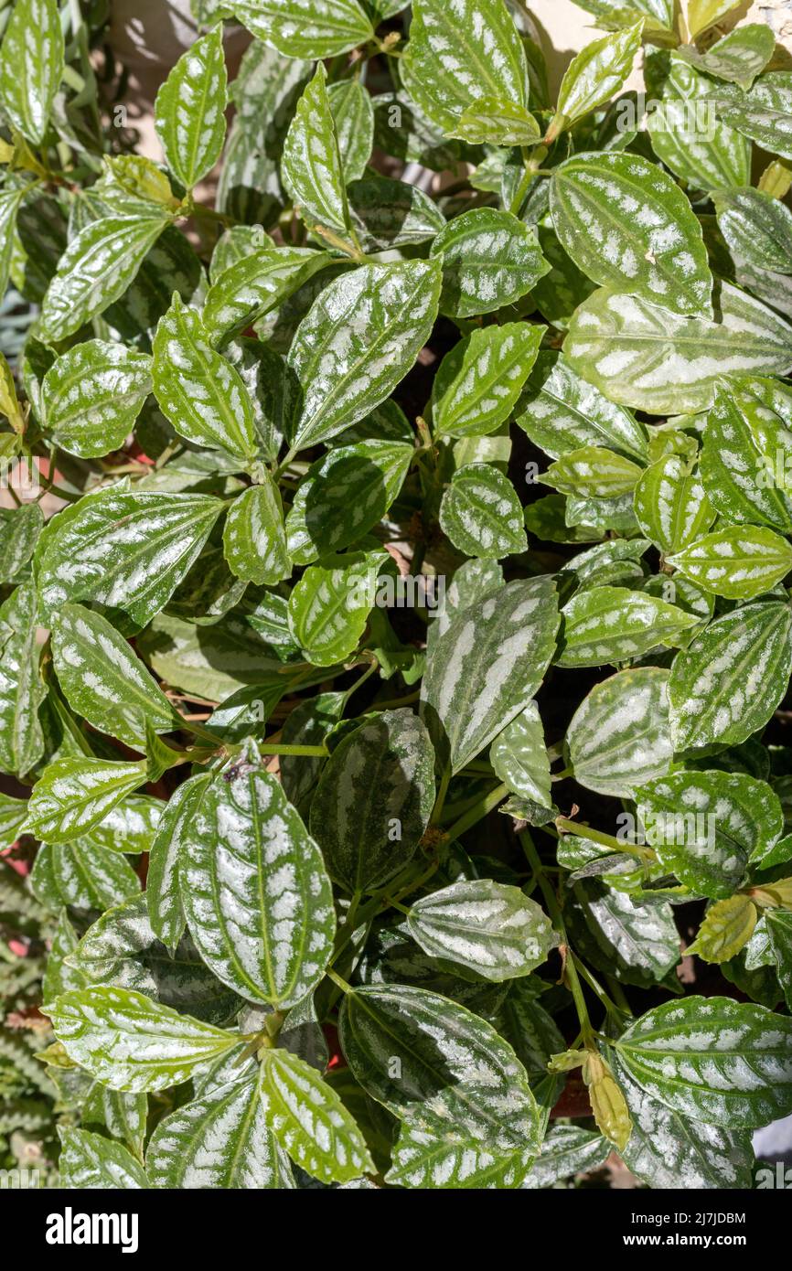 Pilea cadierei plant bushy leaves background Stock Photo