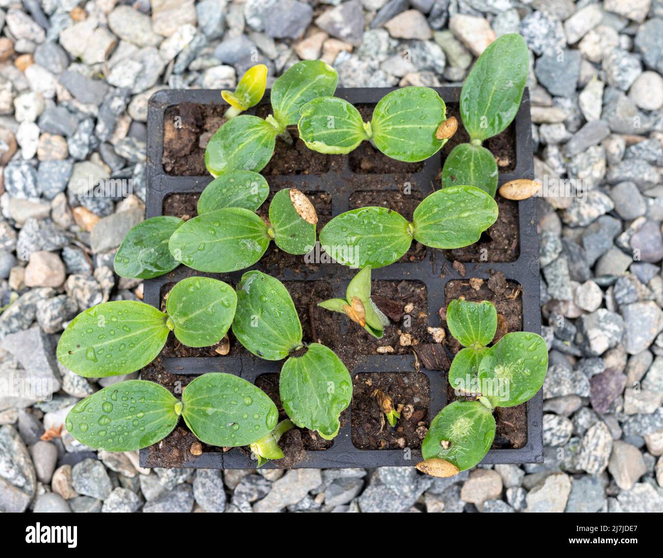 Bottle gourd seed germinate in a seedling tray Stock Photo Alamy