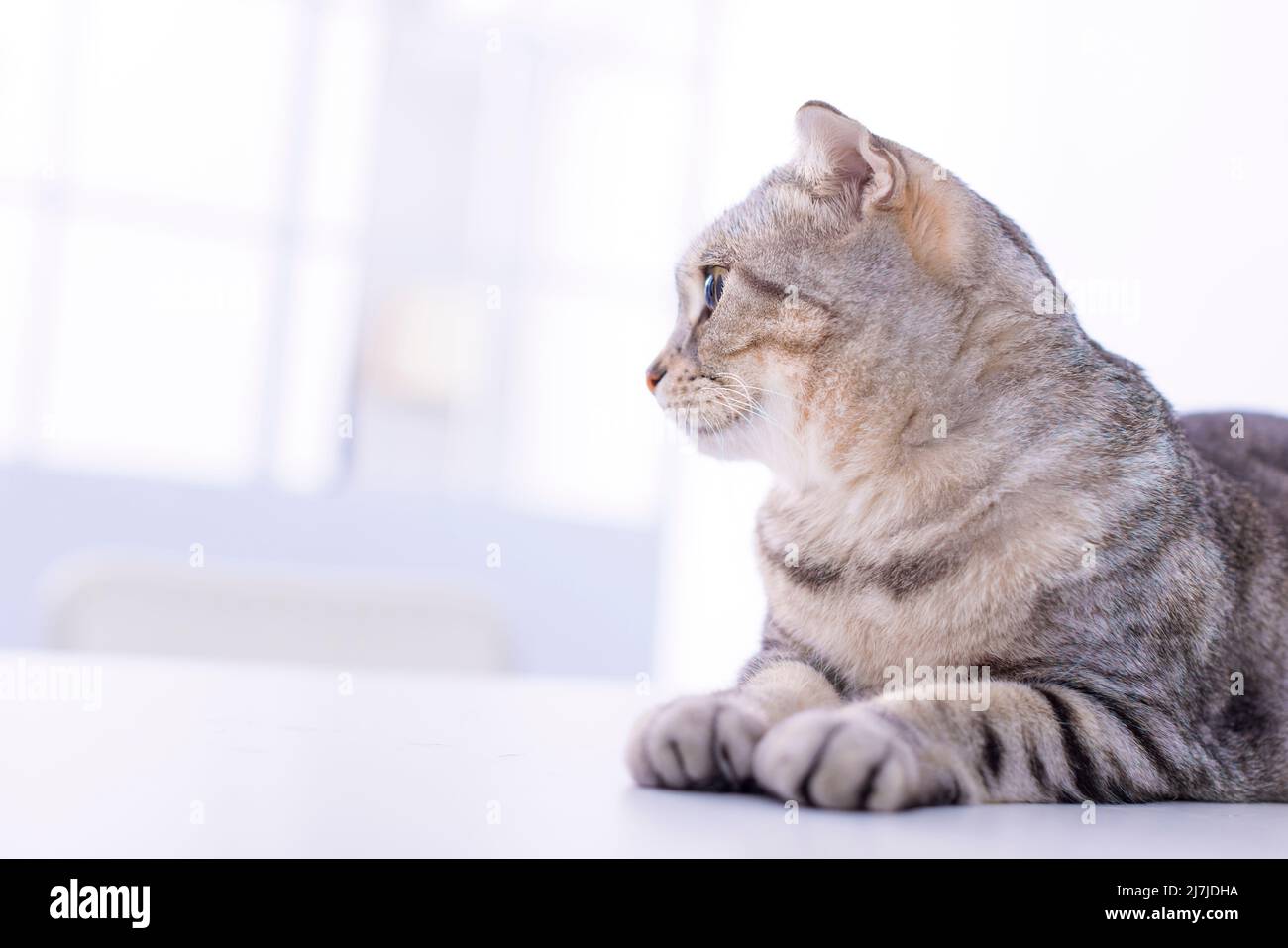Cute  cat siting on window sill and waiting for something. Stock Photo