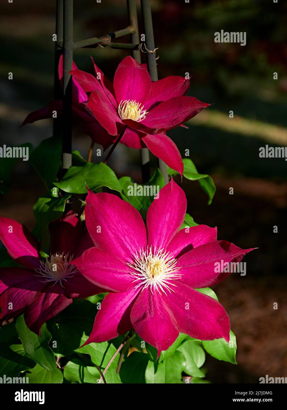Clematide Bourbon or Bourbon Clematis a climbing vine that flowers growing in a home garden in Alabama, USA. Stock Photo