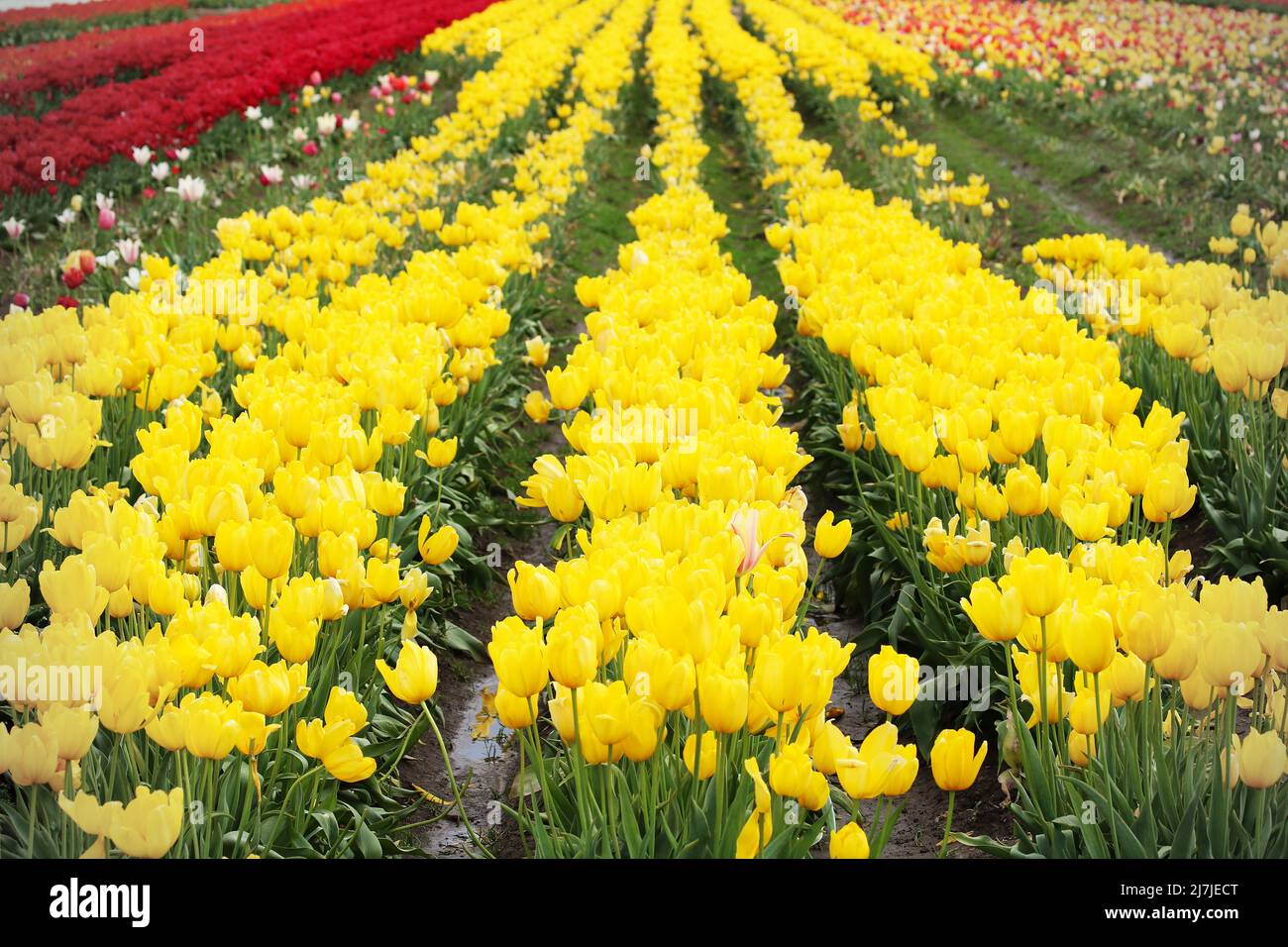 Yellow Rows Bright yellow rows of tulips extend vertically through the frame Stock ...