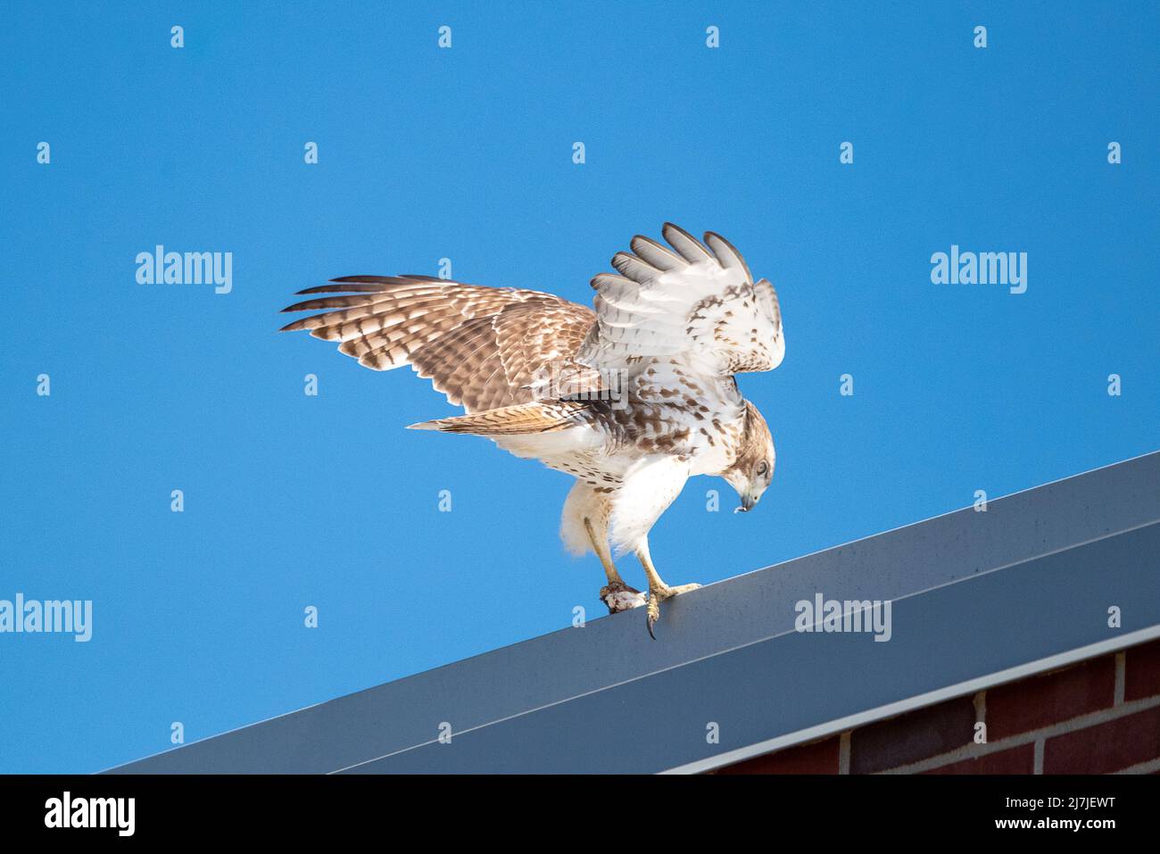 Red Tail Hawk Flying in Boston Stock Photo