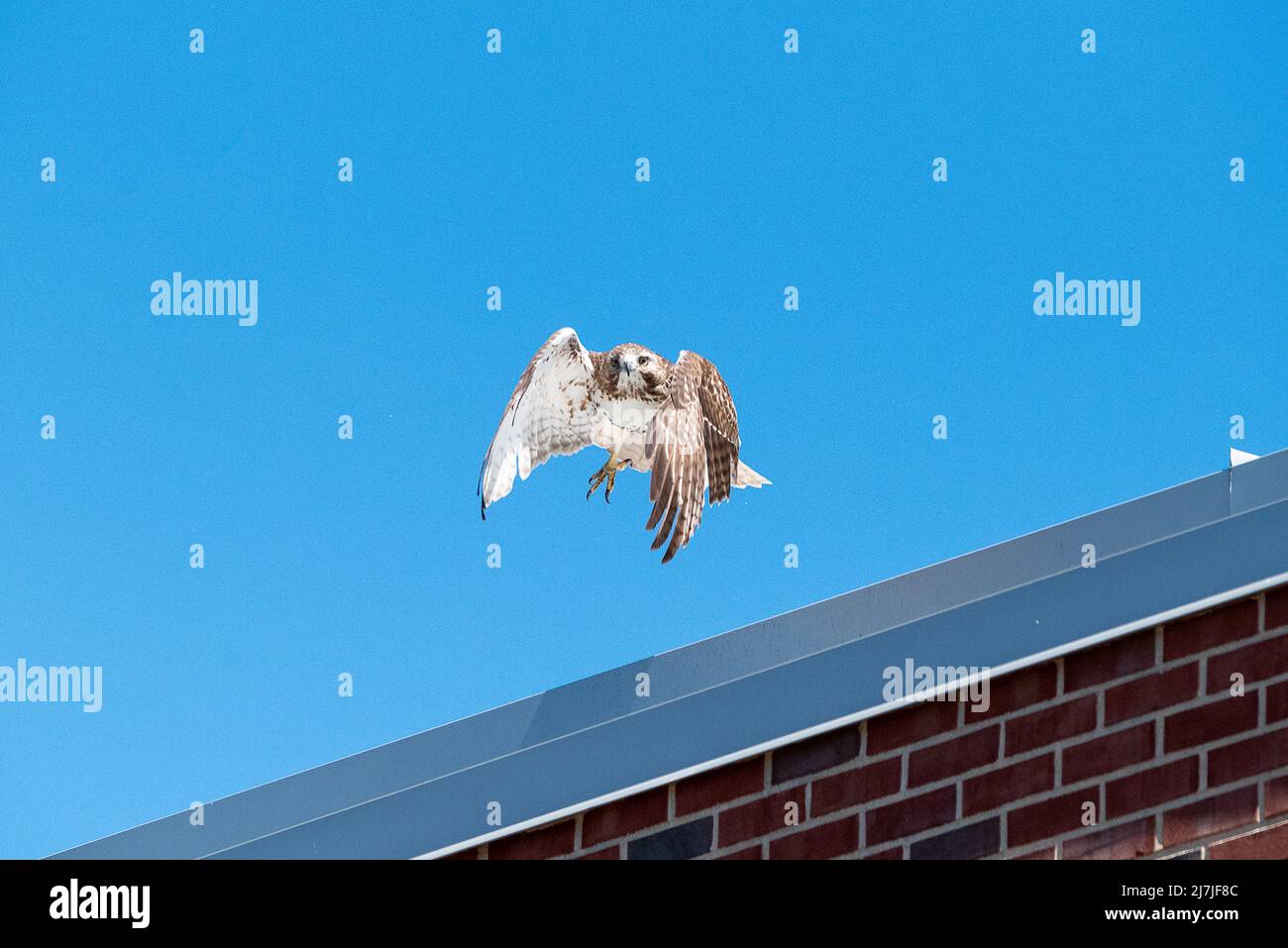 Red Tail Hawk Flying in Boston Stock Photo