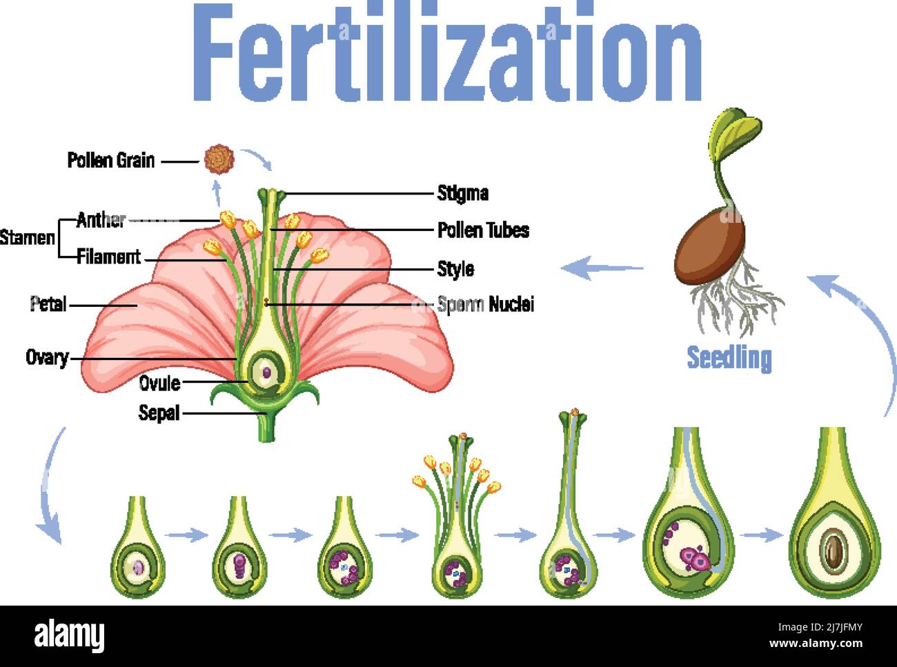 Diagram showing fertilization in flower illustration Stock Vector