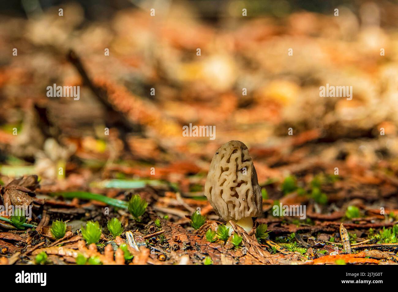 Small blonde morel mushrooms growing on the forest floor Stock Photo