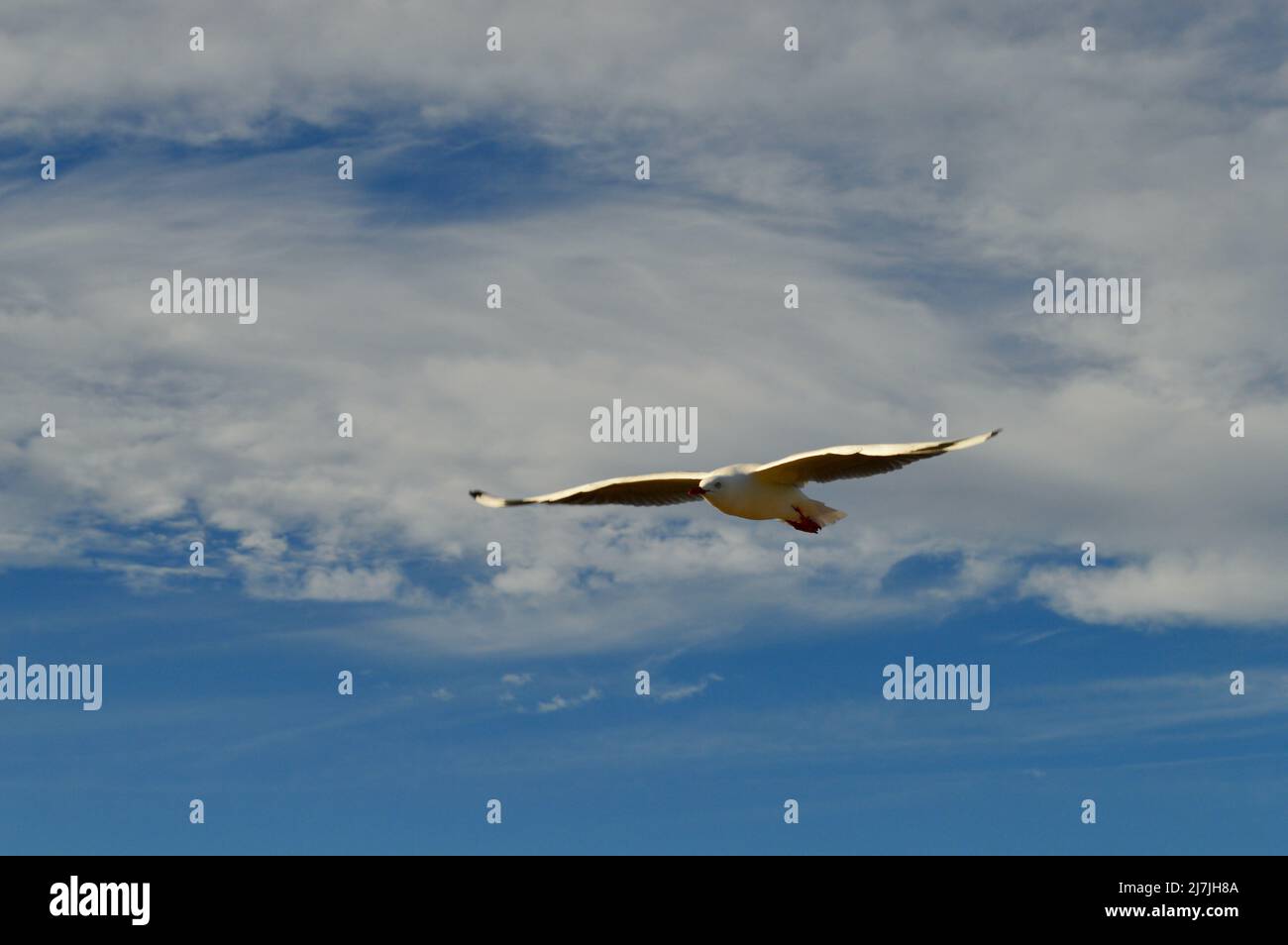 A silver gull in flight over La Perouse in Sydney, Australia Stock Photo