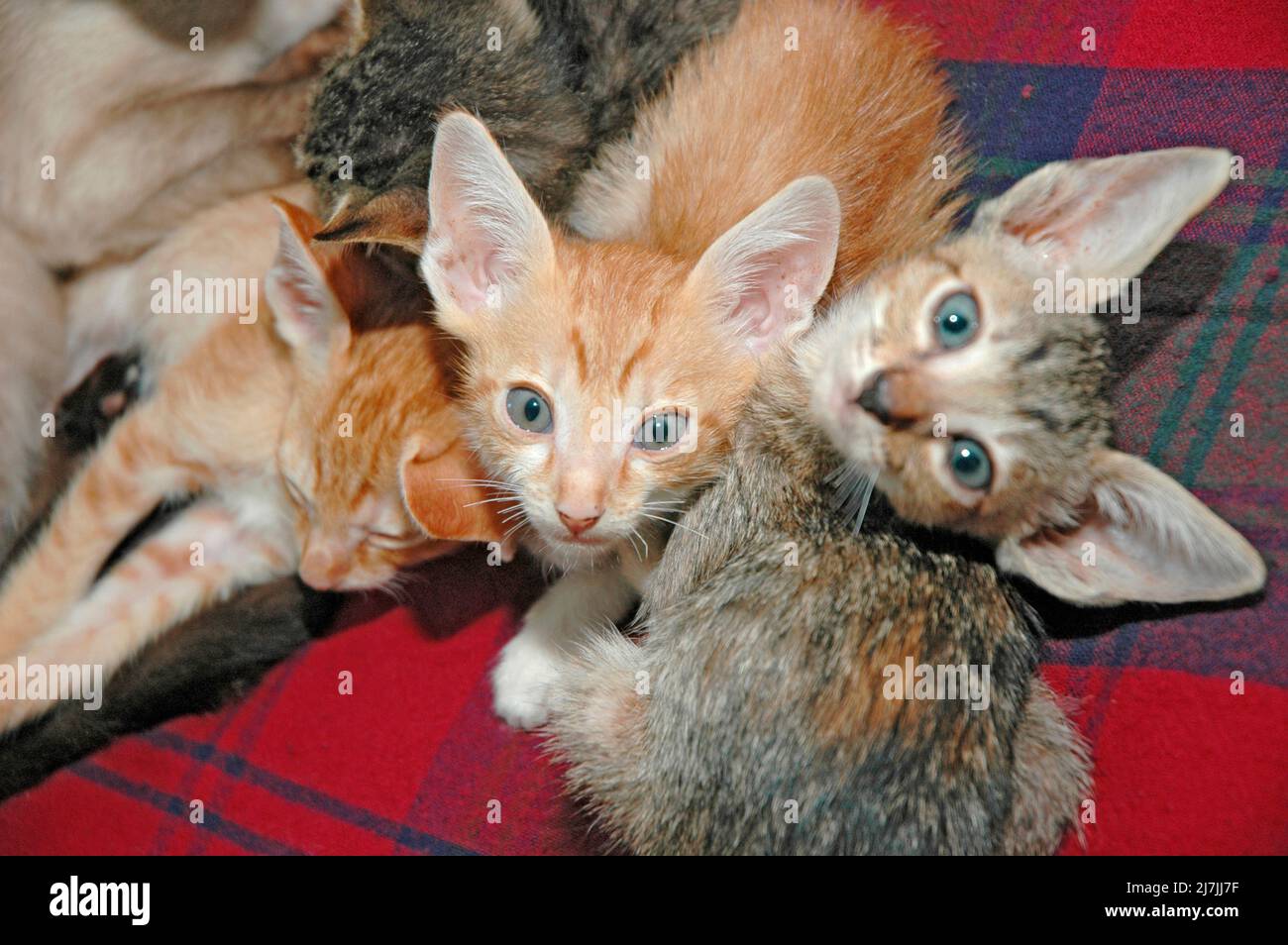 Siamese female with cross breed kittens not hers but happy Stock Photo