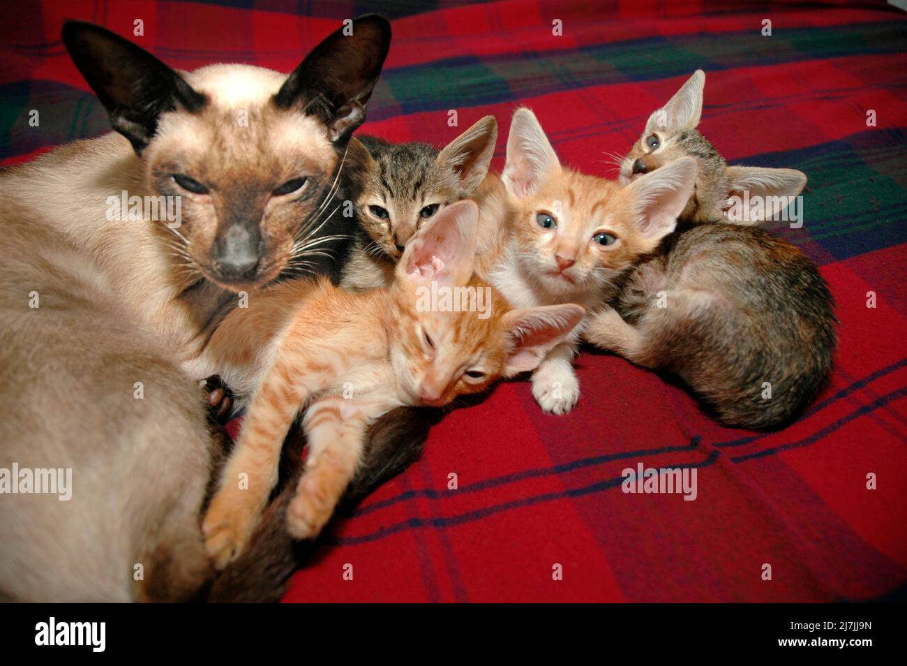 Siamese female with cross breed kittens not hers but happy Stock Photo