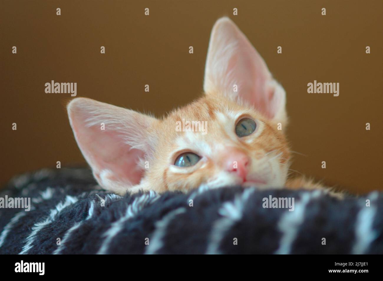 Cross breed mistake kittens from Scotish Fold and Cornish Rex 13 weeks old Stock Photo