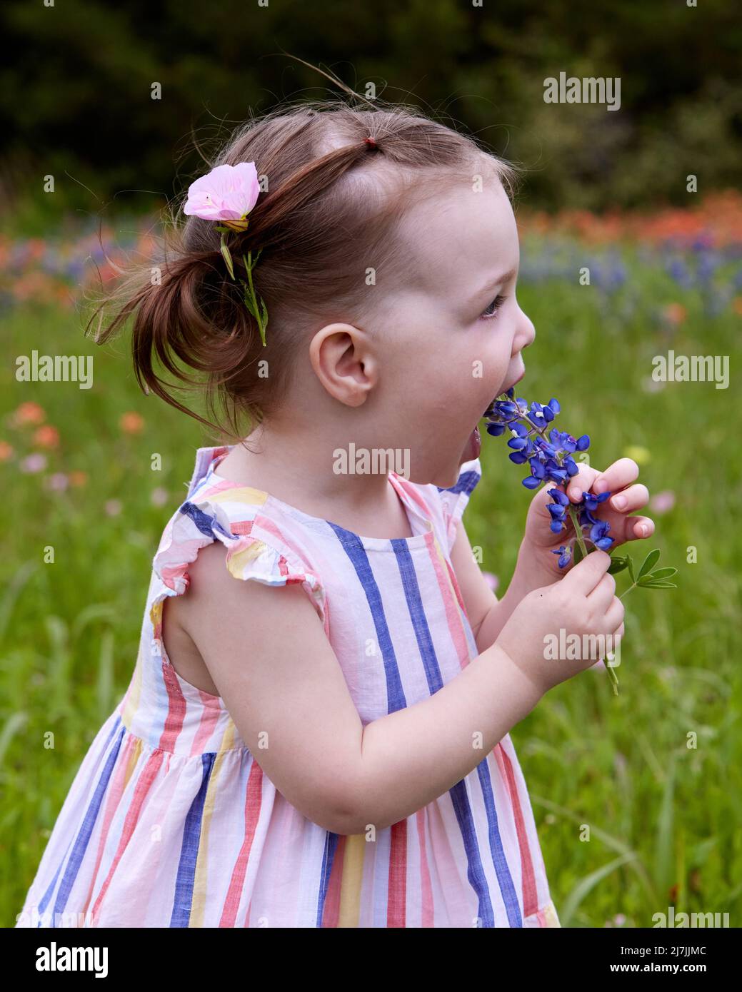 A beautiful little girl in a field of wildflowers pretends to bite a stem of blue wildflowers Stock Photo