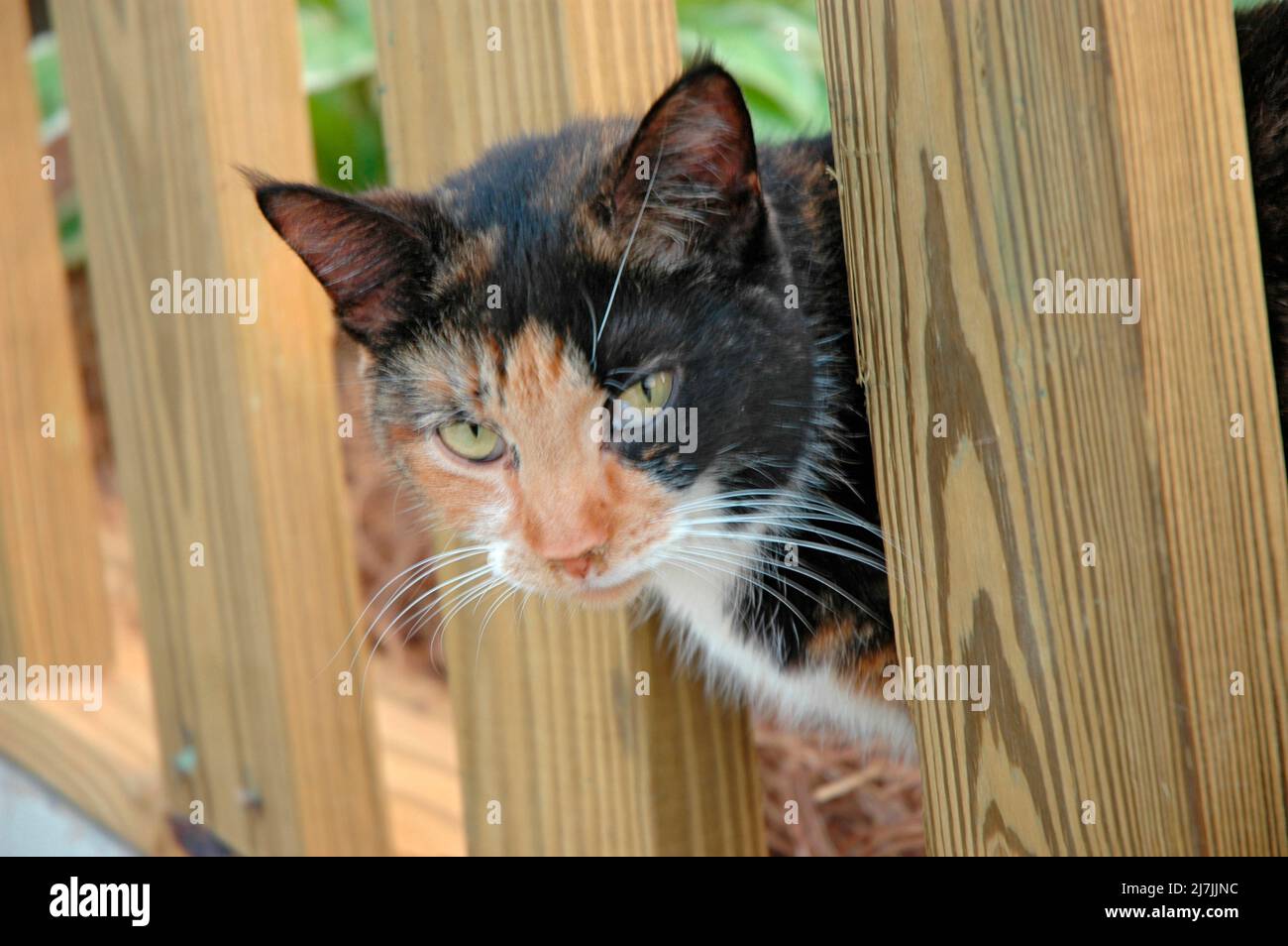 Stray Calico cat looking out of behind fence Stock Photo