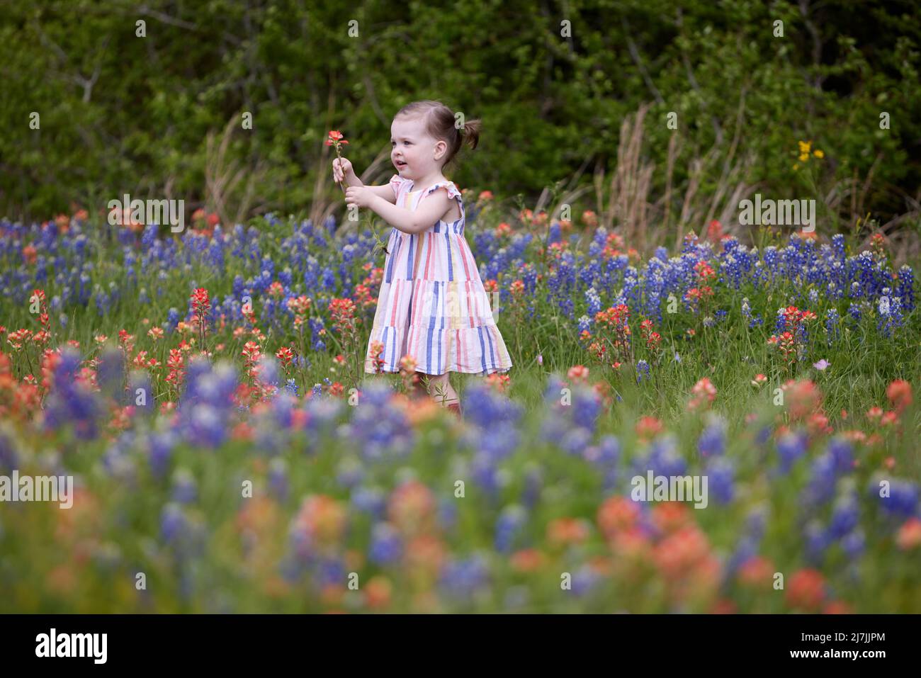 A beautiful little girl stands in a field of red and orange wildflowers ...