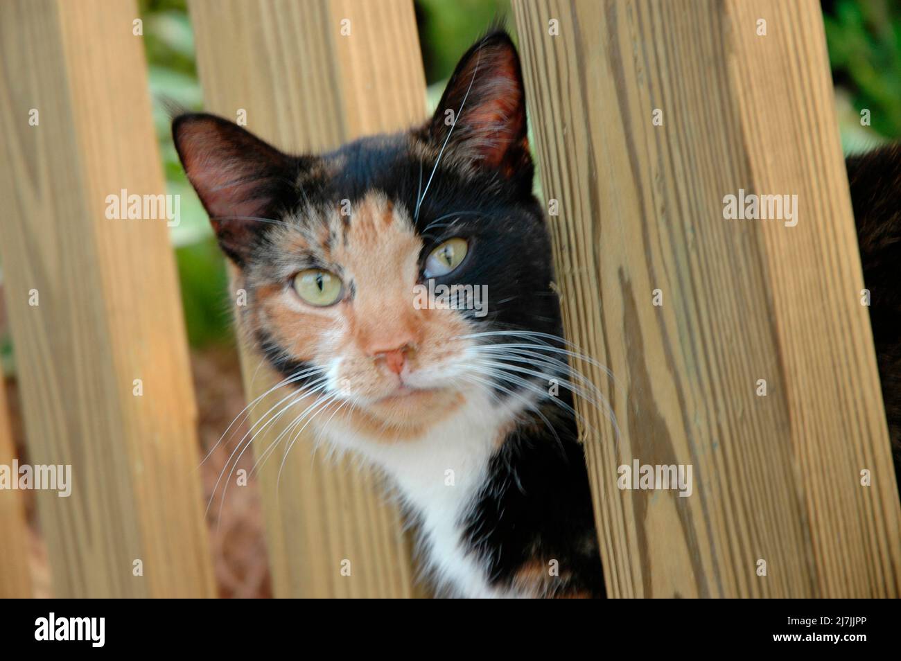 Stray Calico cat looking out of behind fence Stock Photo