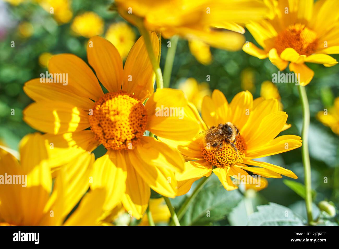 Bee fly near flower. Allergy insect macro video. Green grass. Bumblebee garden action. Beautiful blossom and organic fur flight. Ecology life concept. Honeybee worker eating Stock Photo