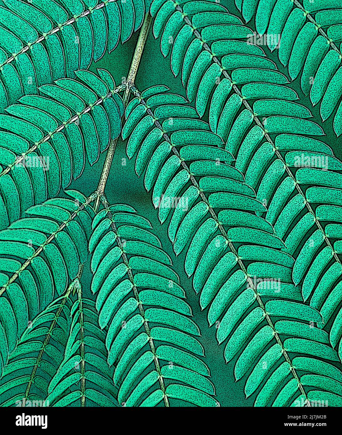 Mimosa leaf photo illustration Stock Photo