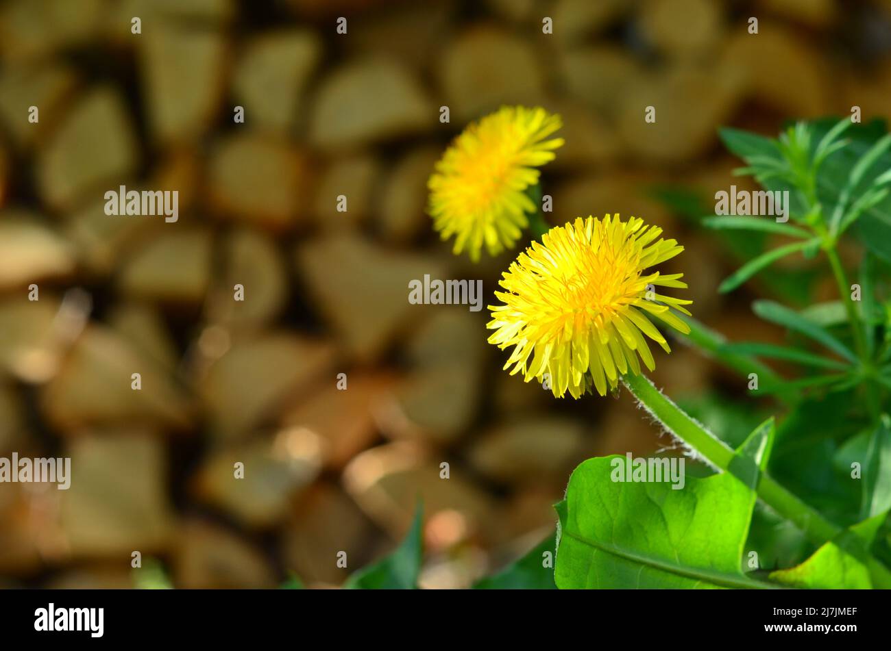 Blumenkopf Löwenzahn/Butterblume mit Holz im Hintergrund Stock Photo