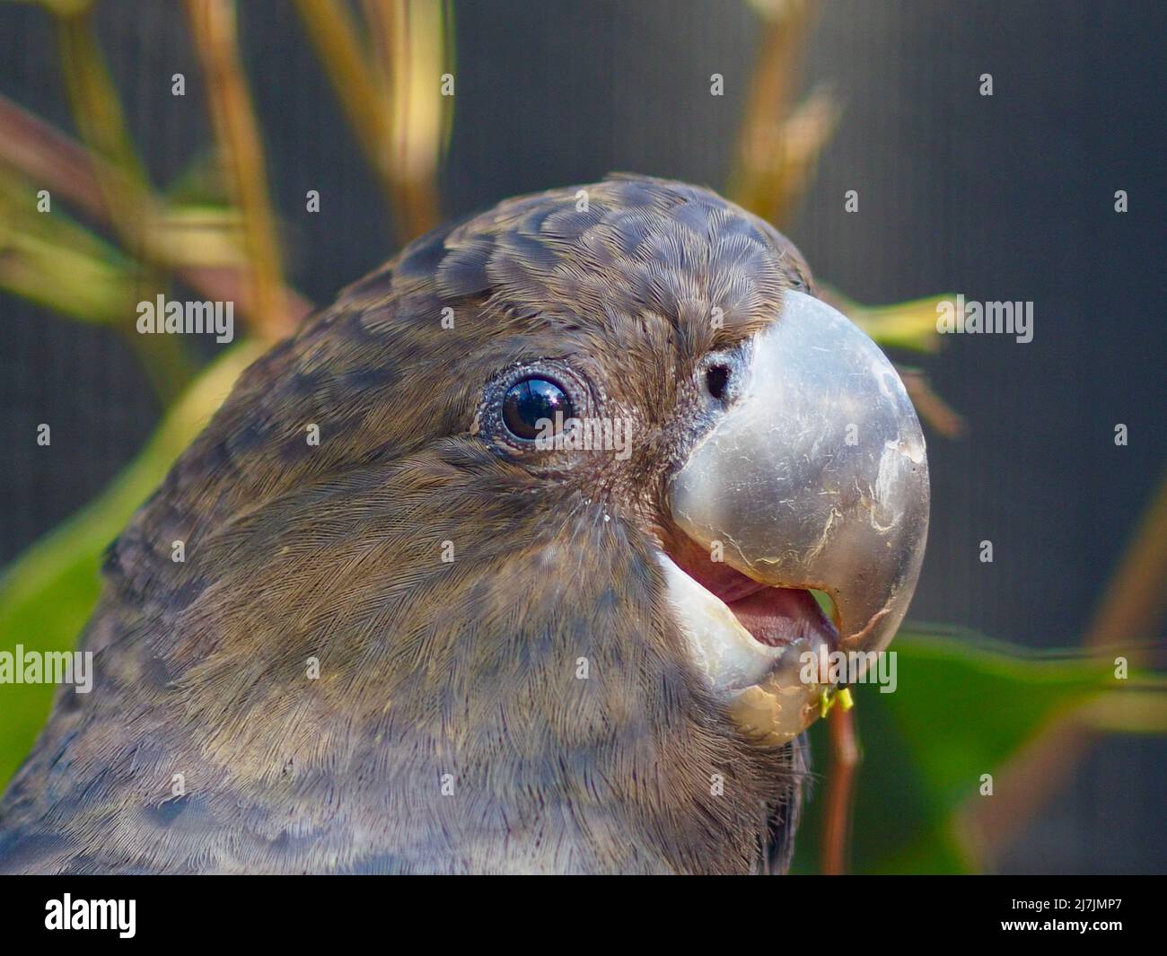 A closeup portrait of a high spirited joyful Glossy Black-Cockatoo in natural beauty. Stock Photo
