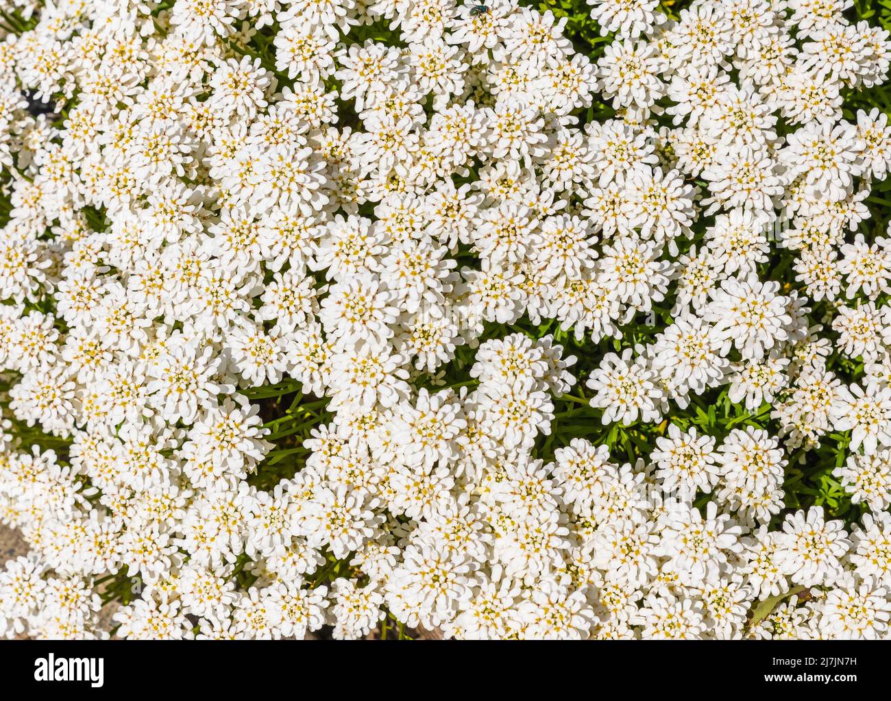 Iberis sempervirens white flowers in the garden. Evergreen candytuft flowers for the background. Close up, selective focus, nobody, background Stock Photo