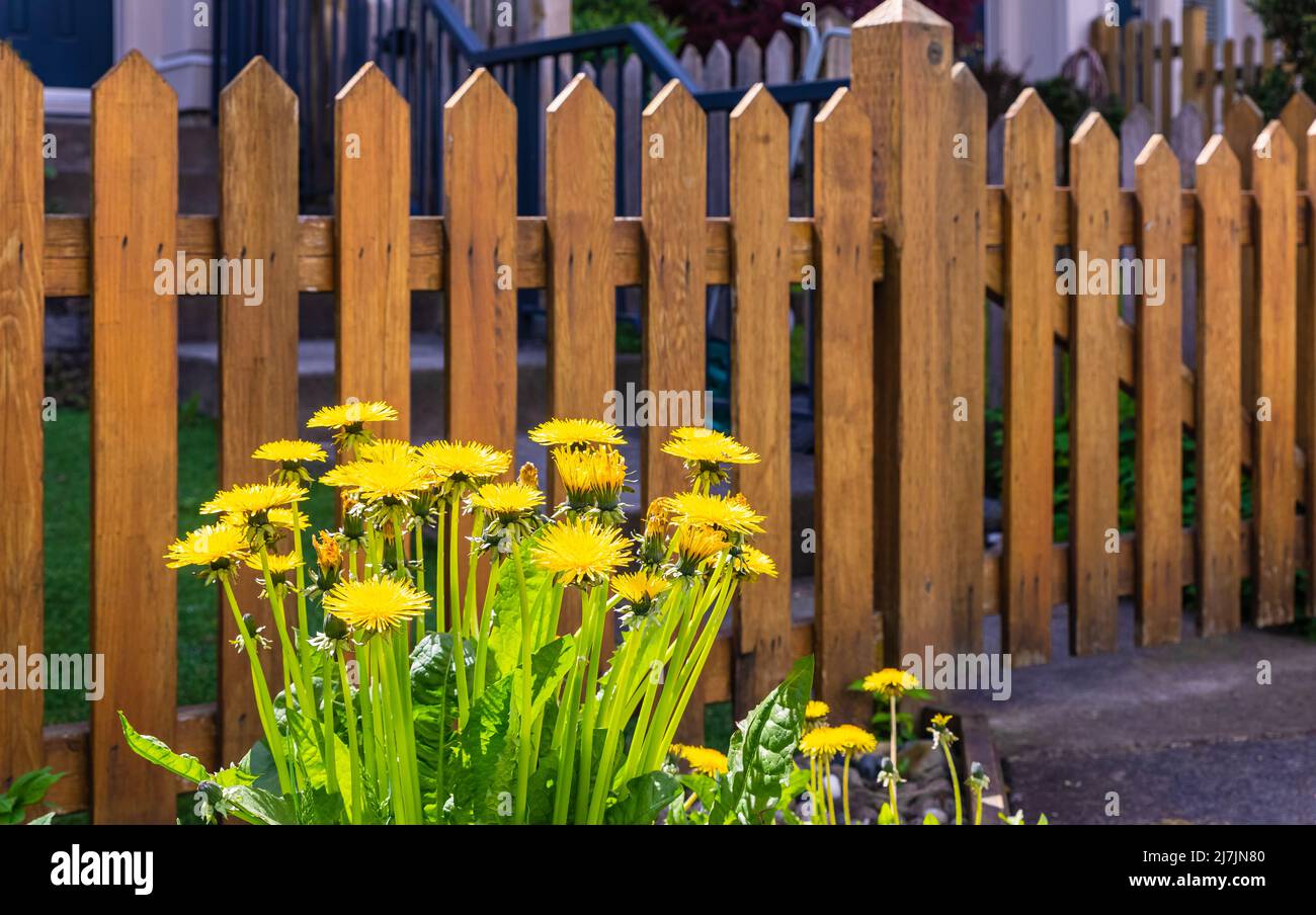 Wood fence flowers hi-res stock photography and images - Alamy