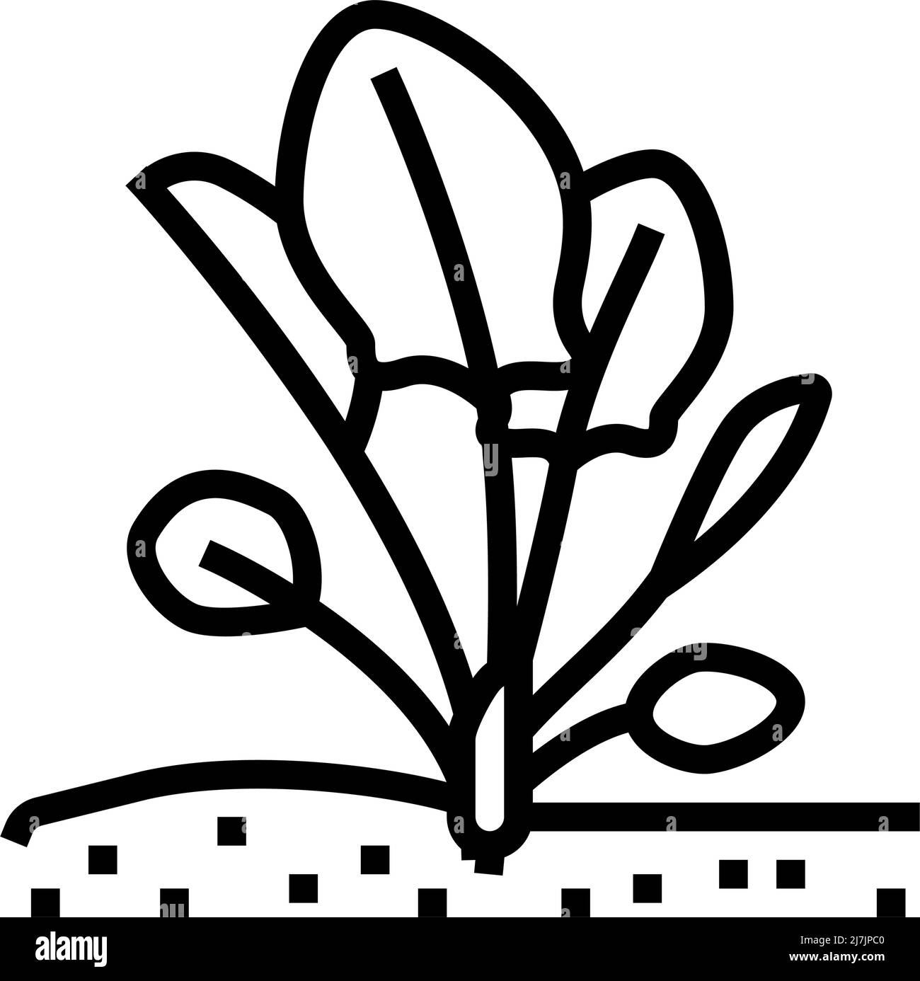 plant spinach growing line icon vector illustration Stock Vector Image ...