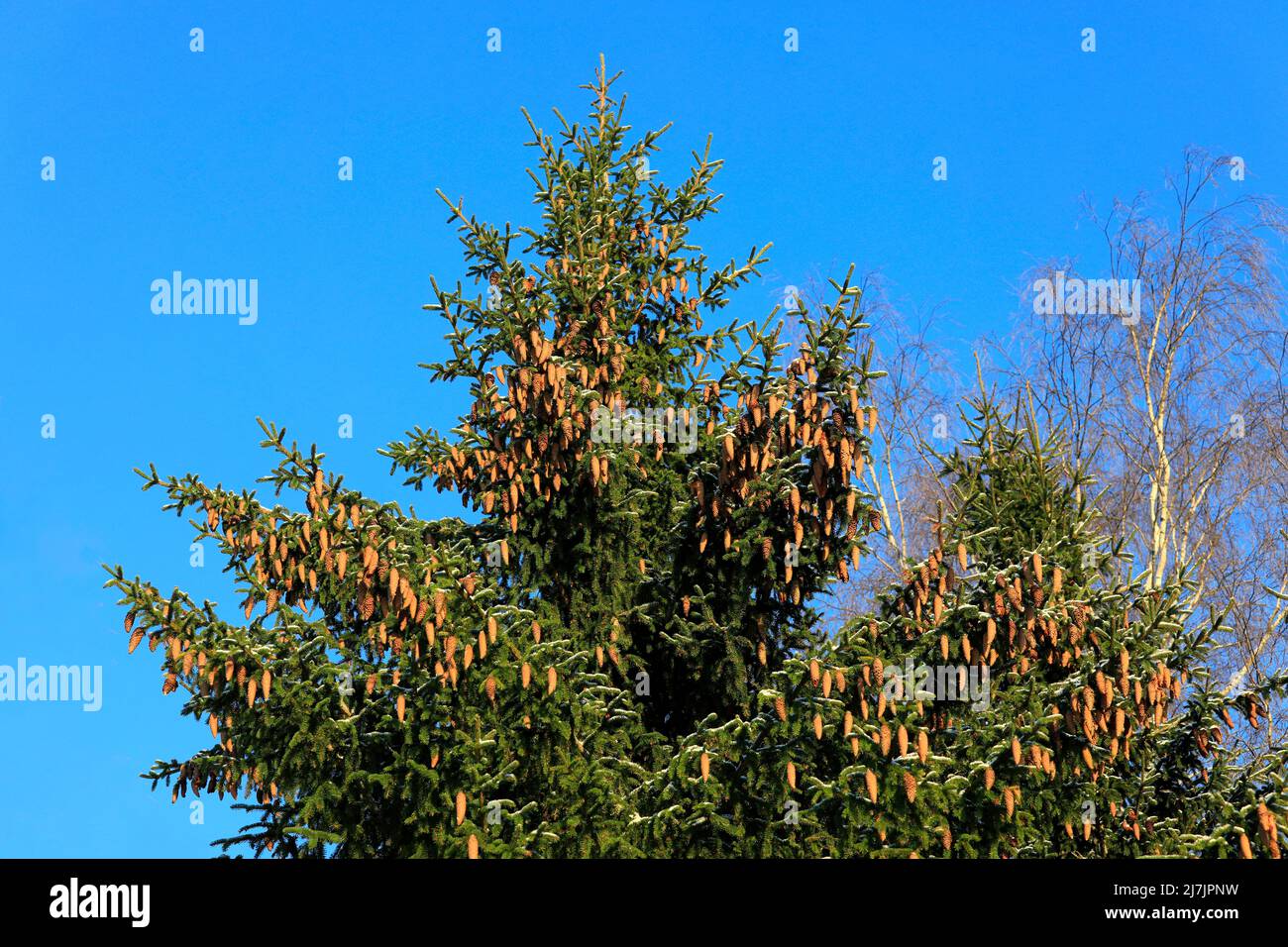 Norway spruce tree, Picea abies, growing in forest in Finland, tree top heavily laden with cones. Blue sky background. January 2022. Stock Photo