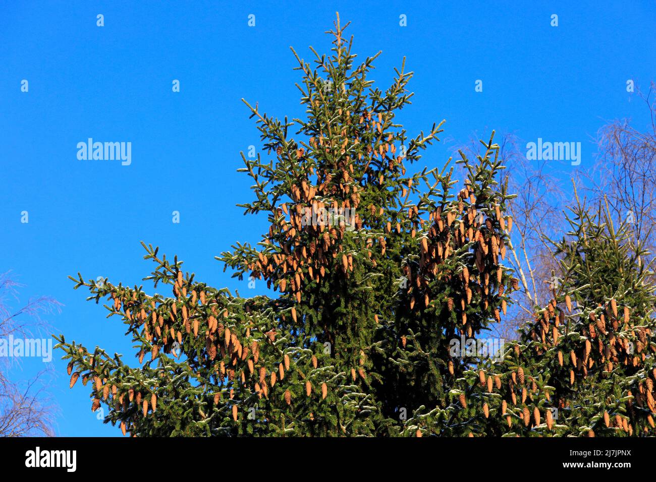 Norway spruce tree, Picea abies, growing in forest in Finland, tree top heavily laden with cones. Blue sky background. January 2022. Stock Photo