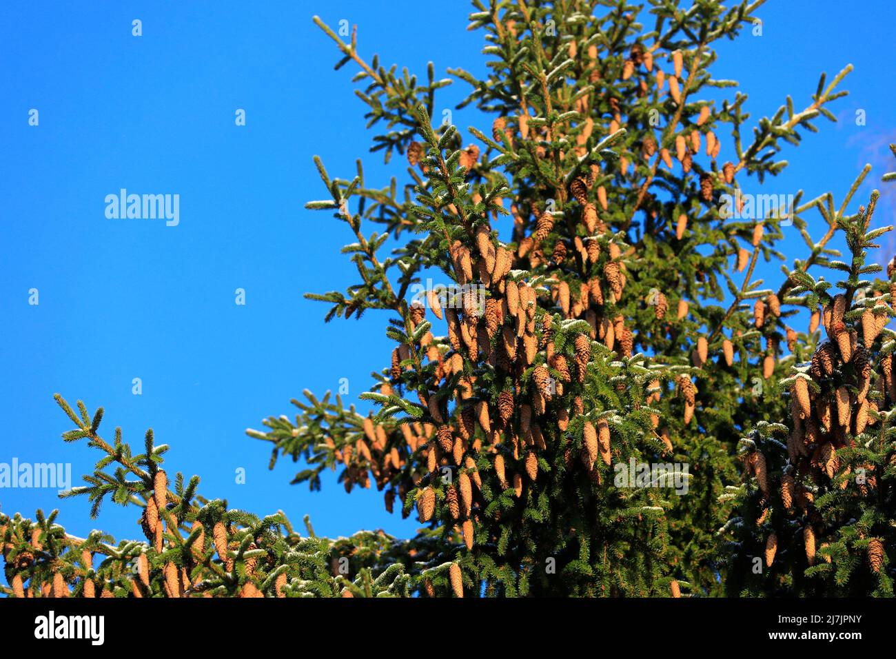 Norway spruce tree, Picea abies, growing in forest in Finland, tree top laden with cones. Blue sky background. January 2022. Stock Photo
