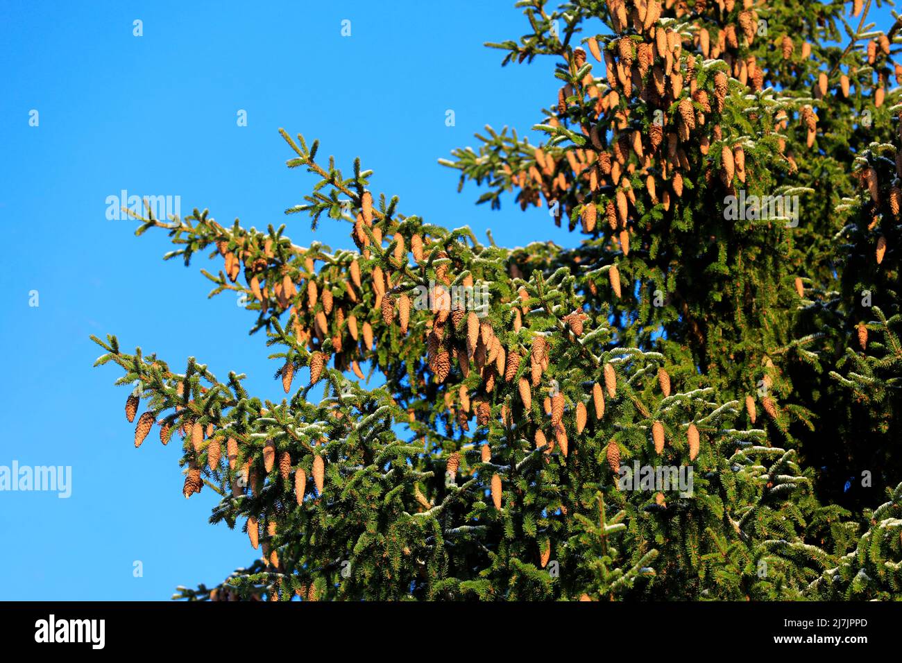 Norway spruce tree, Picea abies, growing in forest in Finland, branches carrying lots of cones. Blue sky background. January 2022. Stock Photo