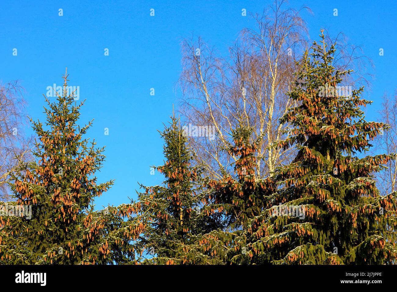 Norway spruce trees, Picea abies, growing in forest in Finland, branches carrying lots of cones. Blue sky background. January 2022. Stock Photo