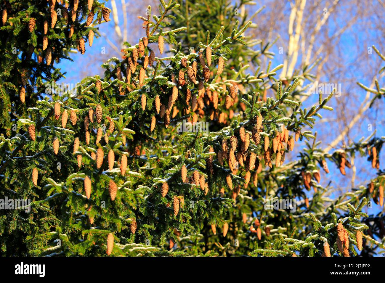 Norway spruce trees, Picea abies, growing in forest in Finland, branches carrying lots of cones. Blue sky and birch tree background. January 2022. Stock Photo