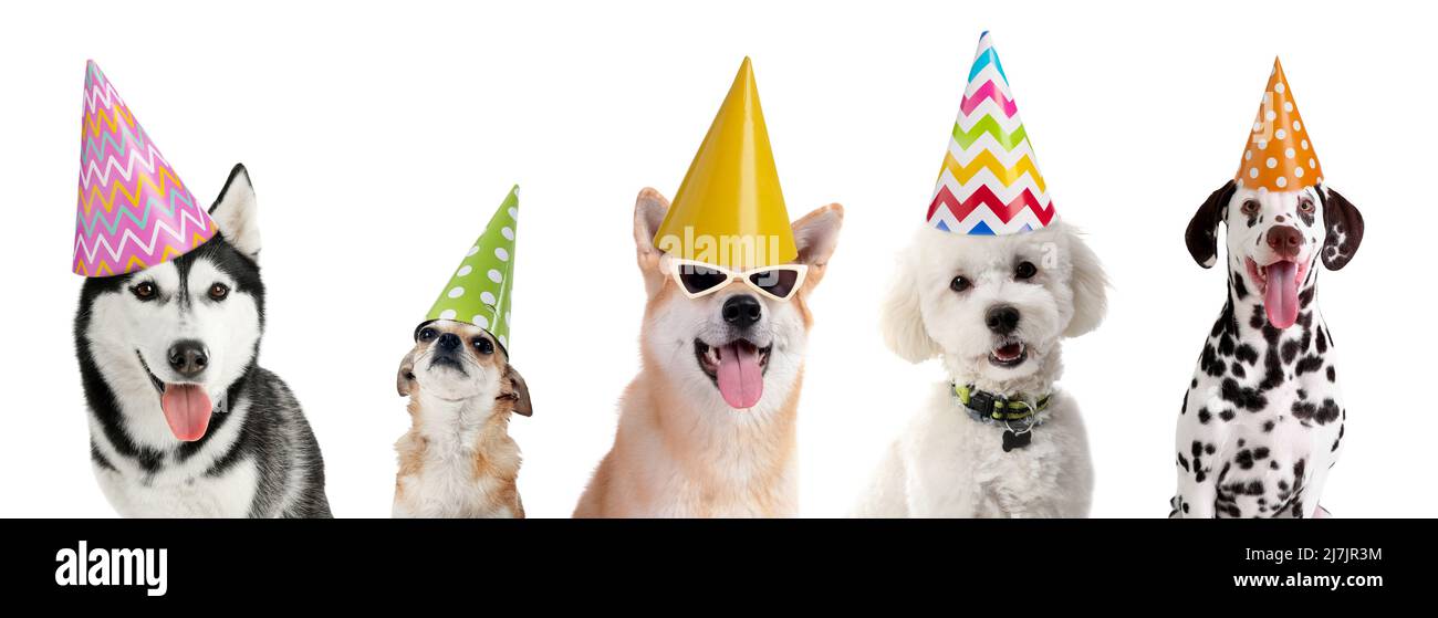 Cute funny dogs in party hats isolated on white Stock Photo - Alamy