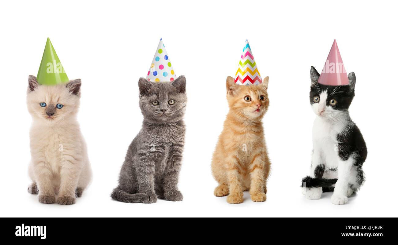 Cute funny kittens in party hats isolated on white Stock Photo Alamy