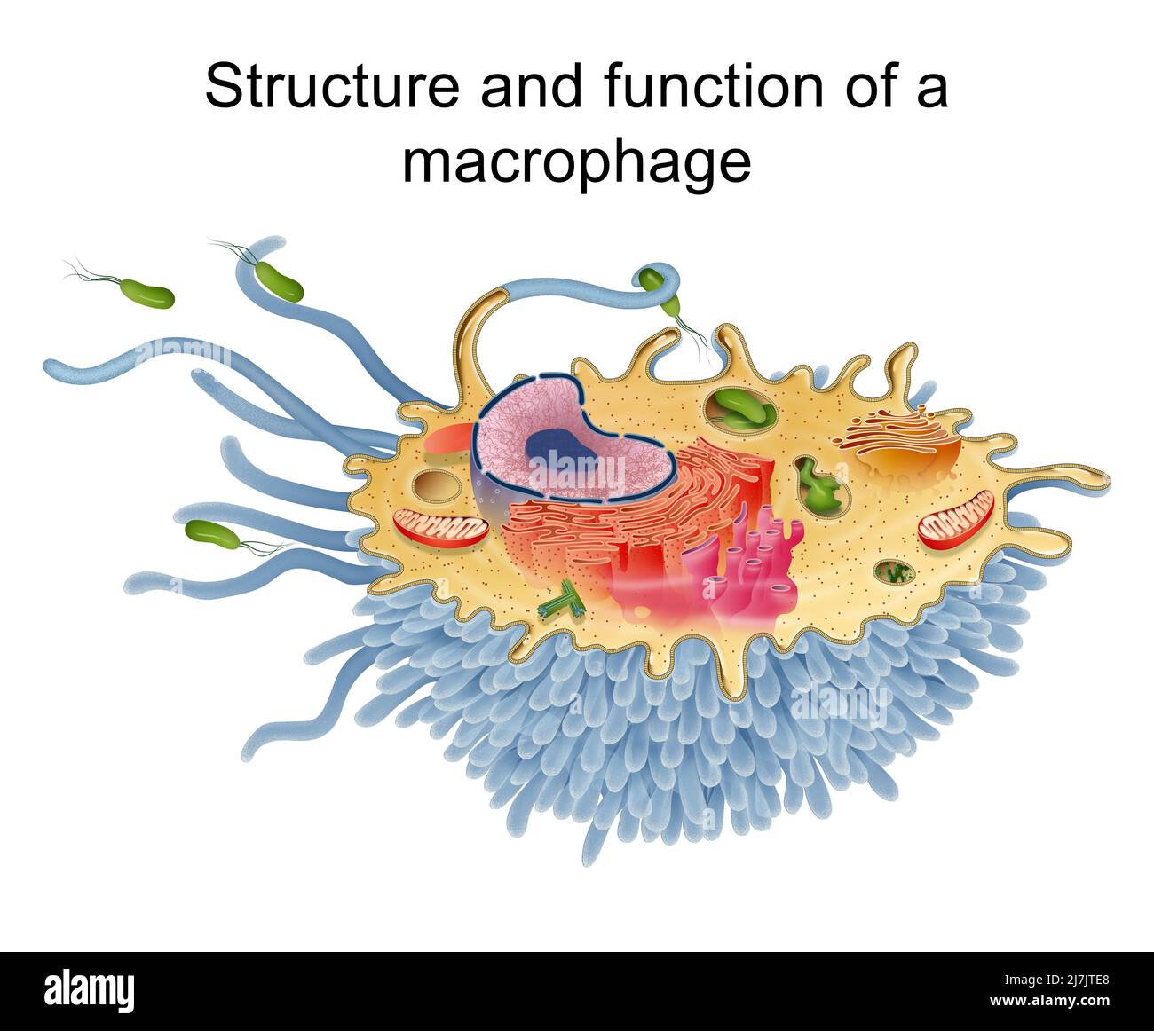 Structure and function of a macrophage Category Science Stock Photo