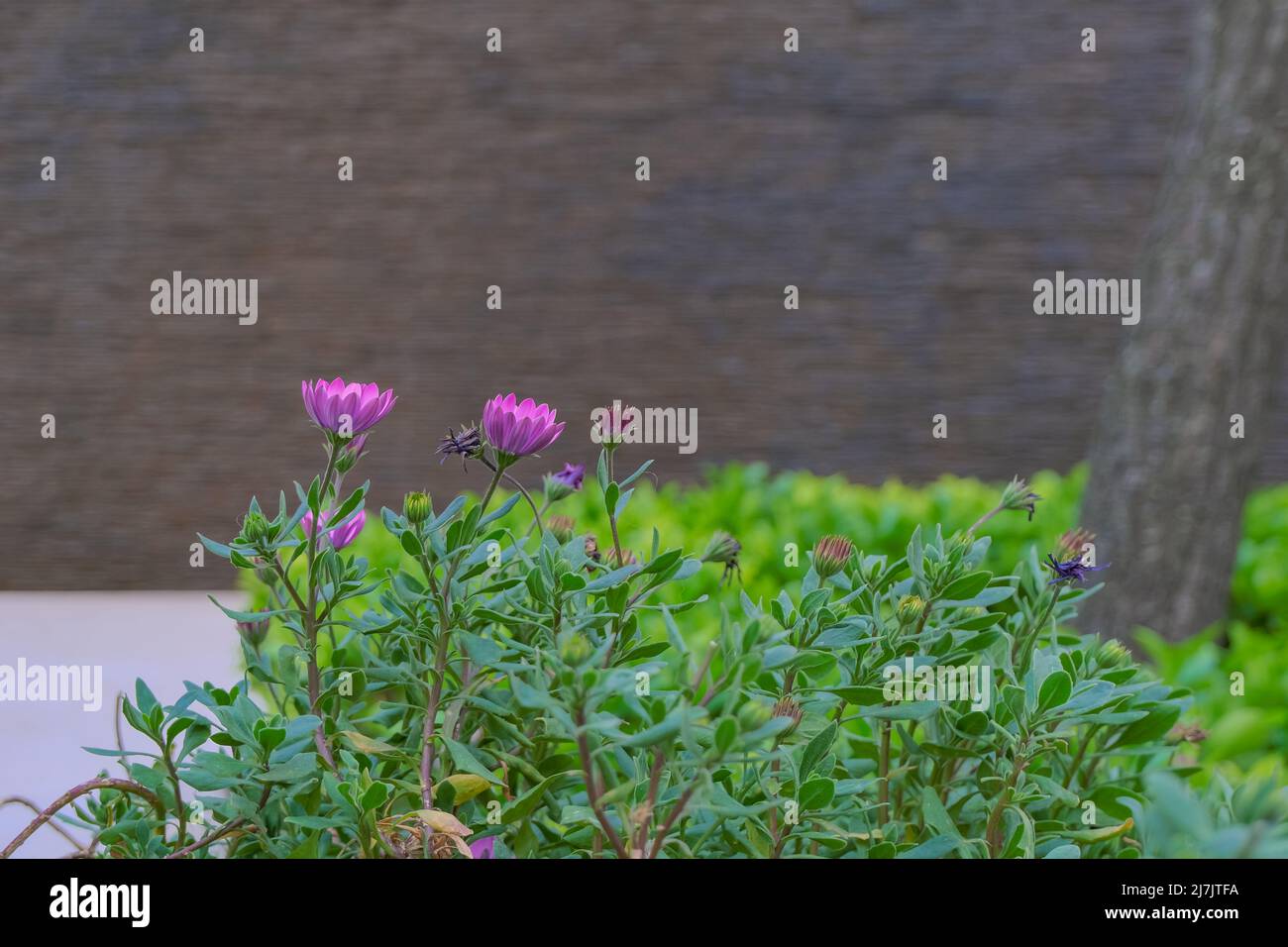 stone plants flowers in season gardening on defocused background with copy space. botany wallpaper Stock Photo