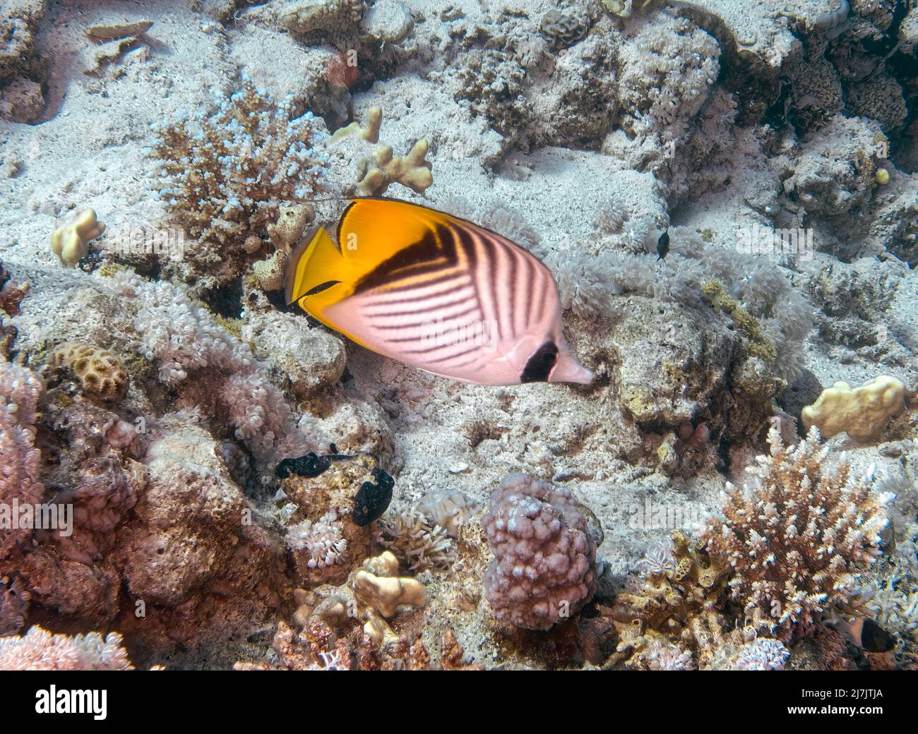 A Threadfin Butterflyfish (Chaetodon auriga) in the Red Sea, Egypt Stock Photo