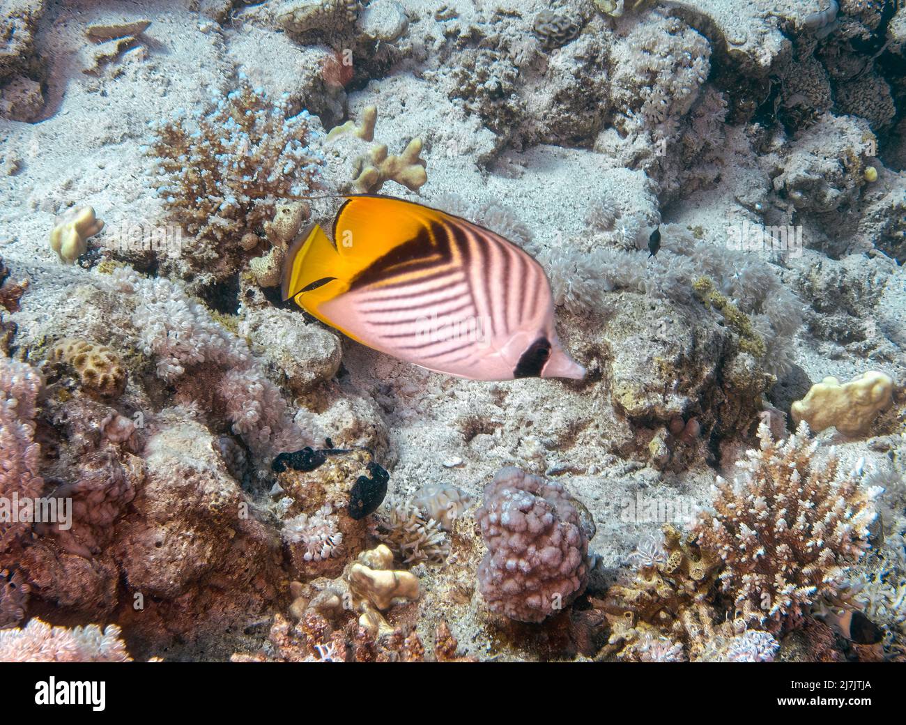 Threadfin butterflyfish chaetodon auriga hi-res stock photography and ...