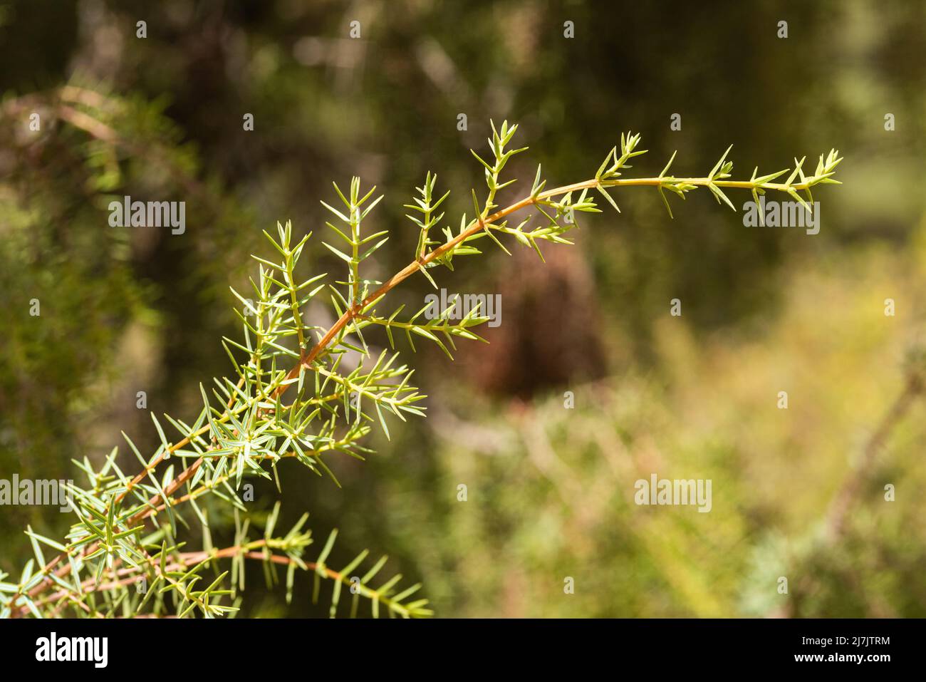 Green branch of juniper growing in forest Stock Photo