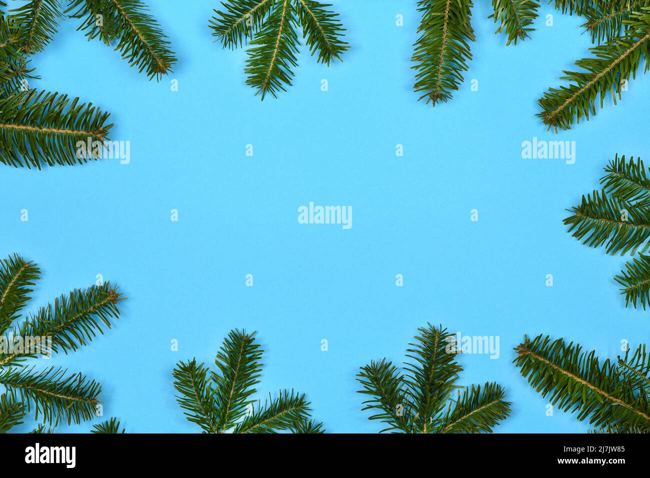Spruce branches in the form of a frame isolated on blue background. High resolution photo. Full depth of field. Stock Photo