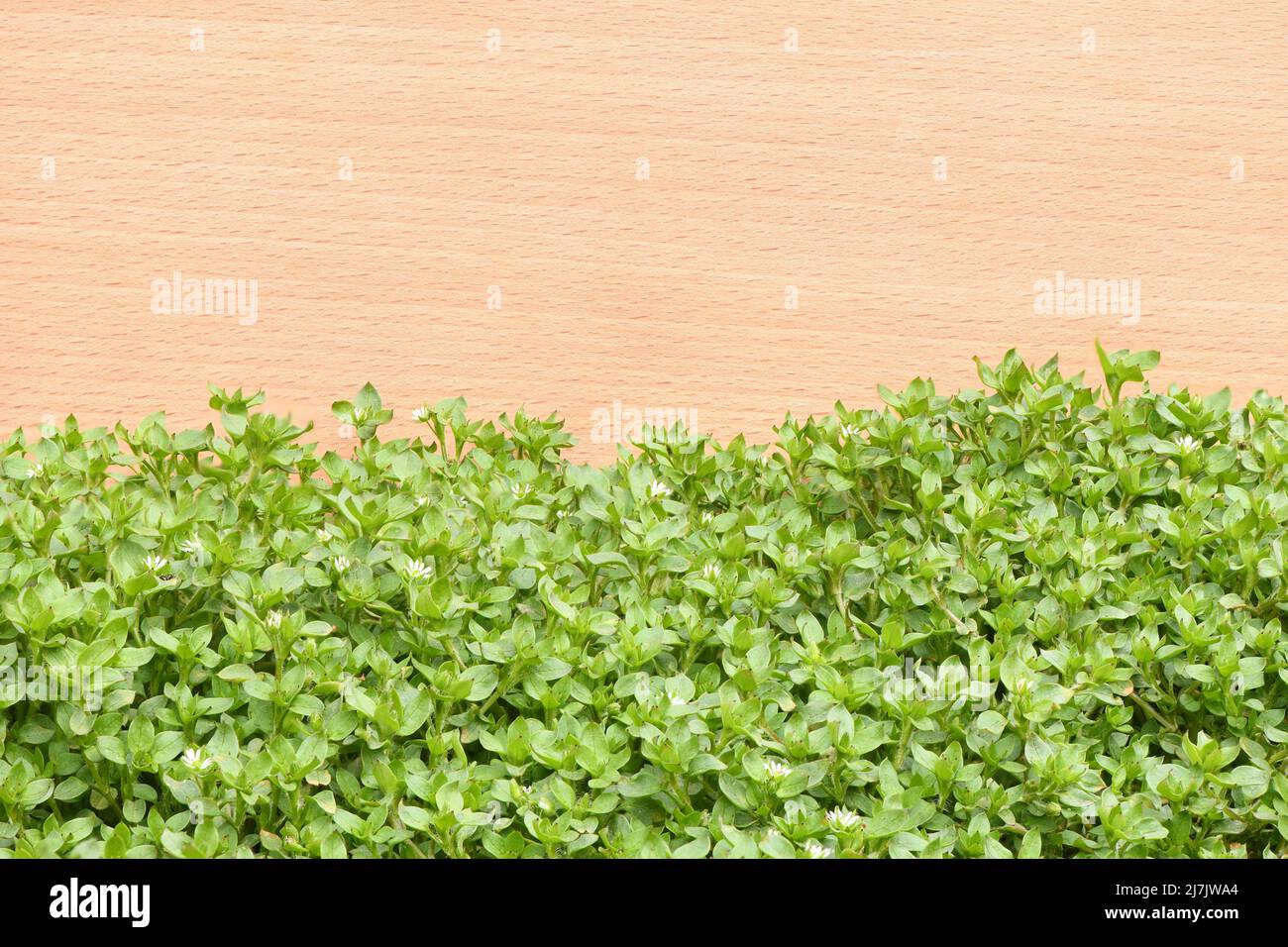 Chickweed ,Stellaria media on wooden background. The plants are annual