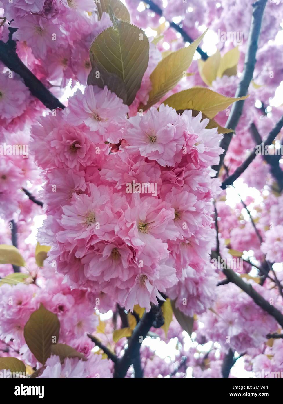 Vibrant sakura hi-res stock photography and images - Alamy